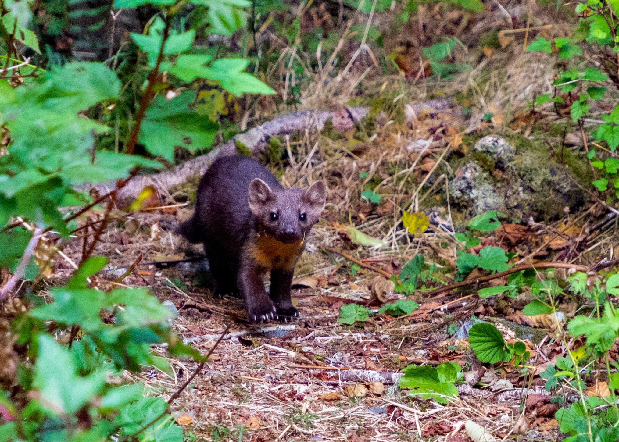 Pine Marten