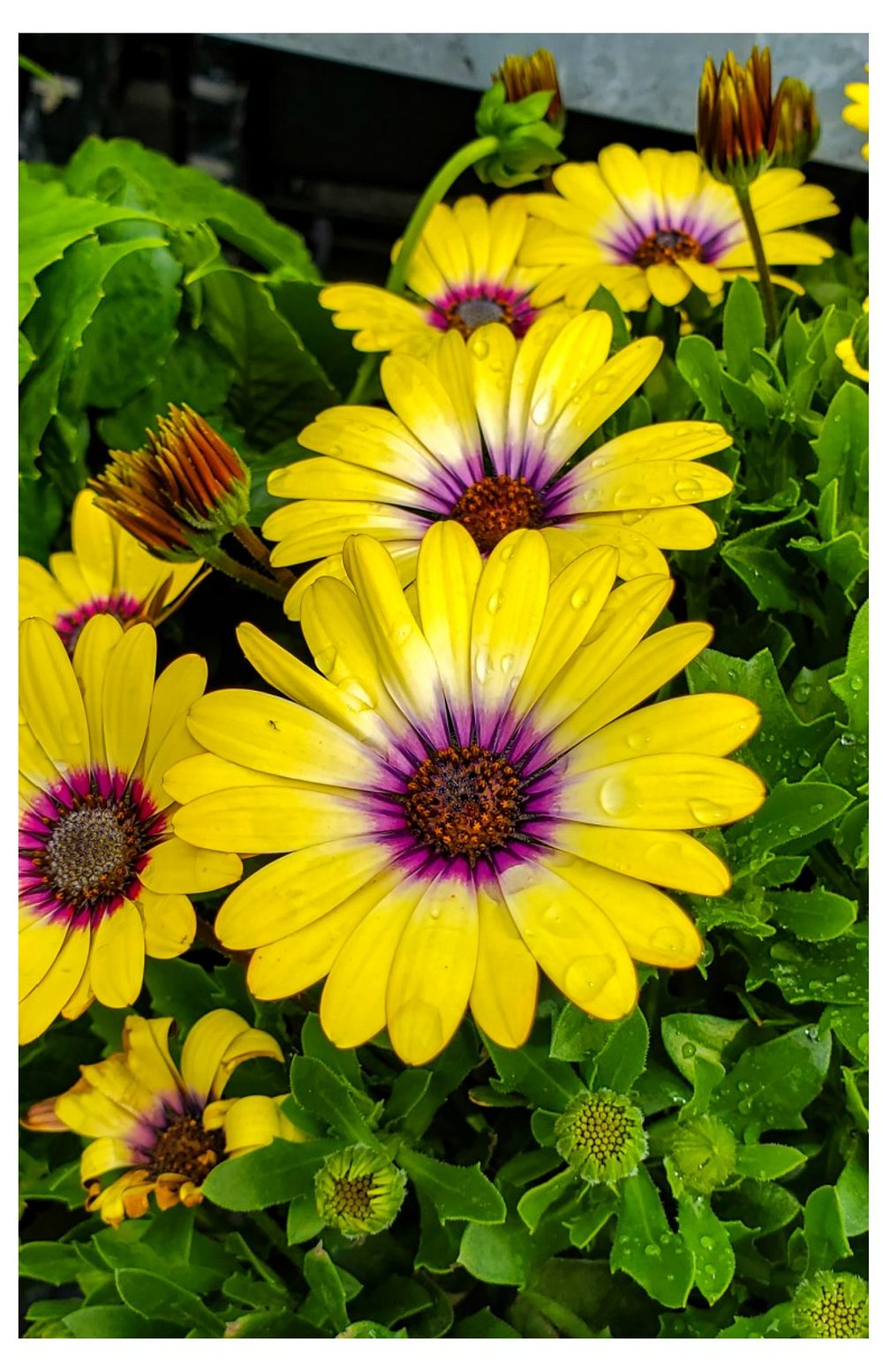 African Daisies 2 (Front).jpg