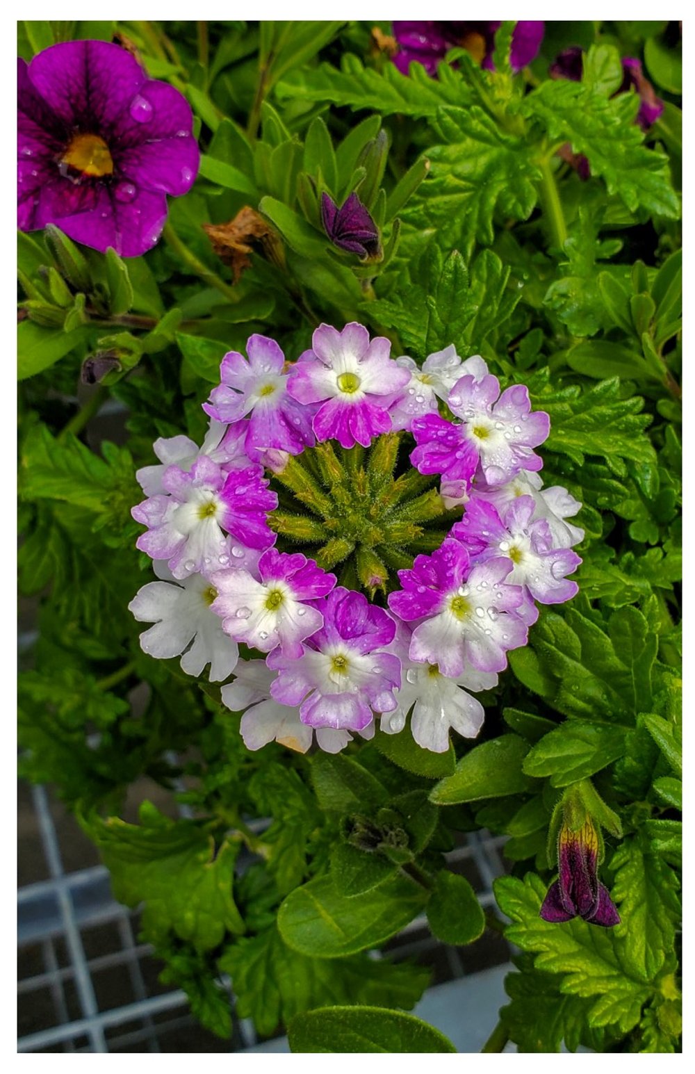 Garden Verbena - Card