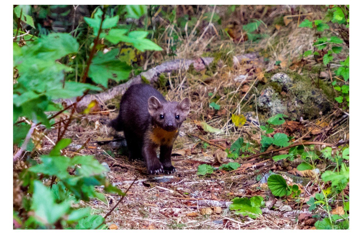 Pine Marten - Card