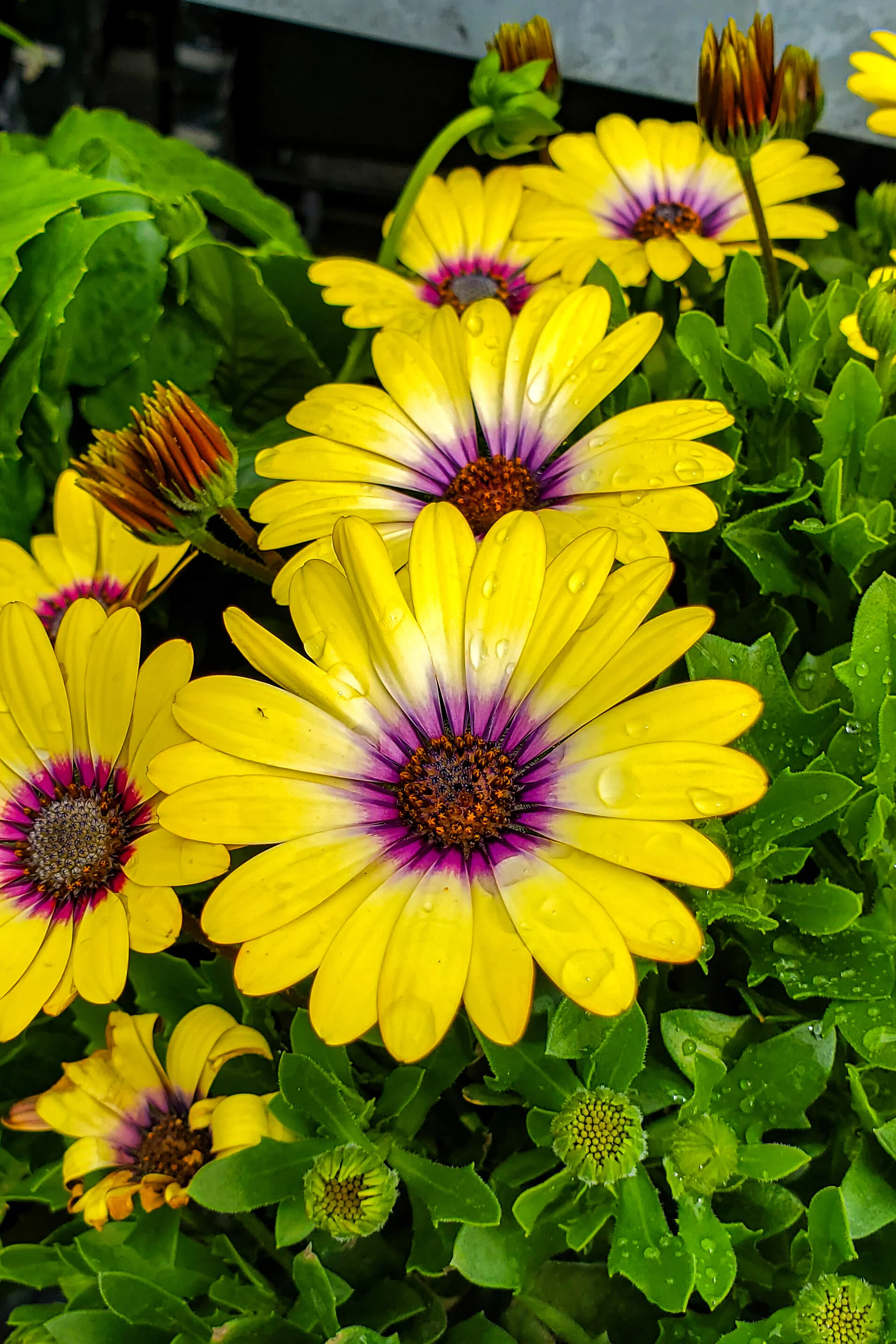 African Daisies