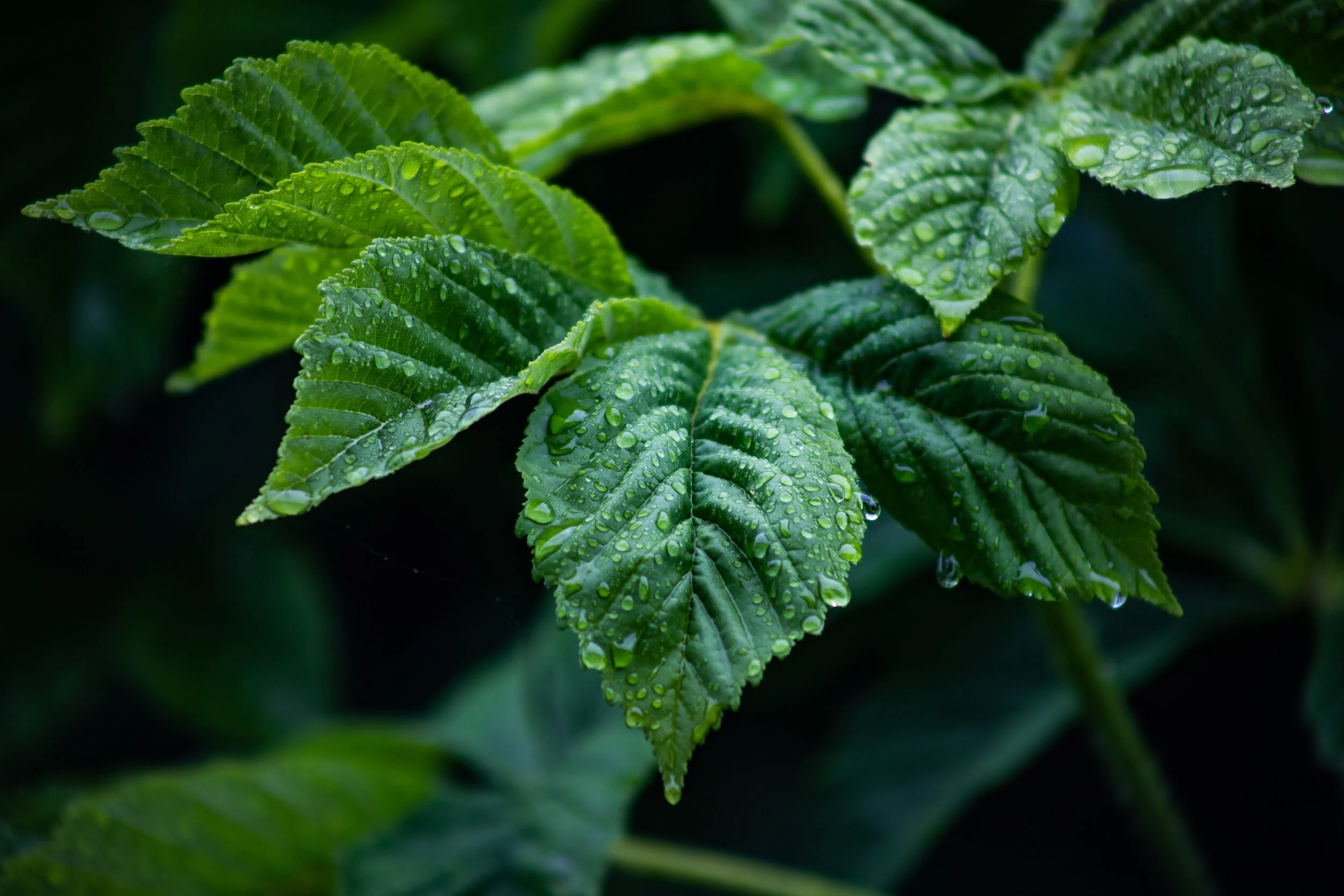 European Horse-Chestnut Leaves