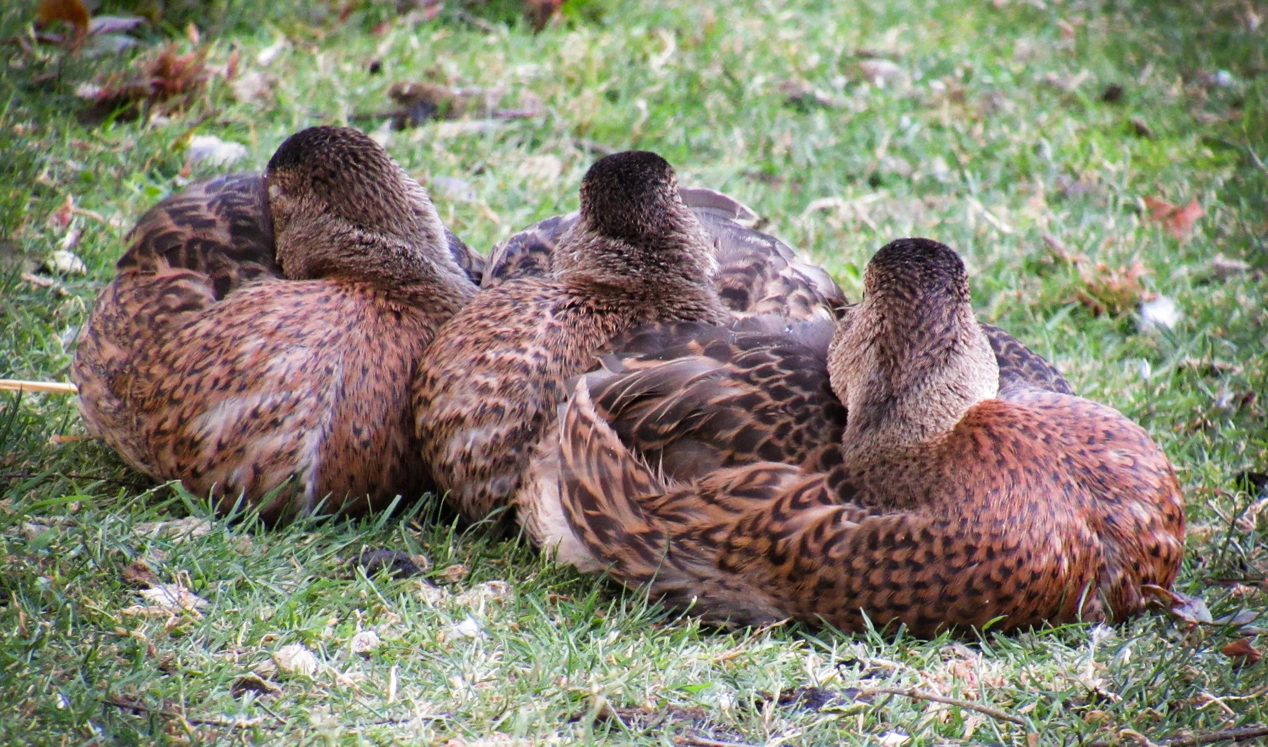 Mallard Ducks - Female