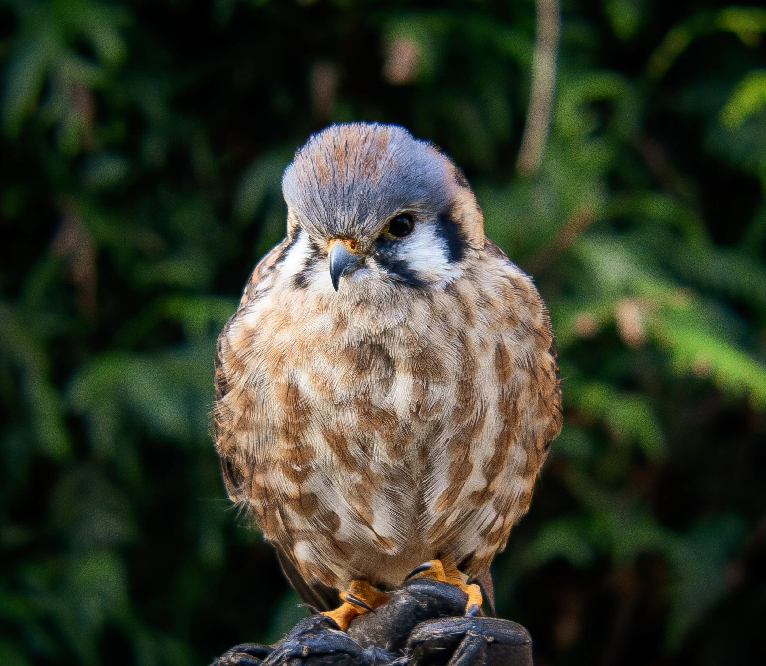 American Kestrel