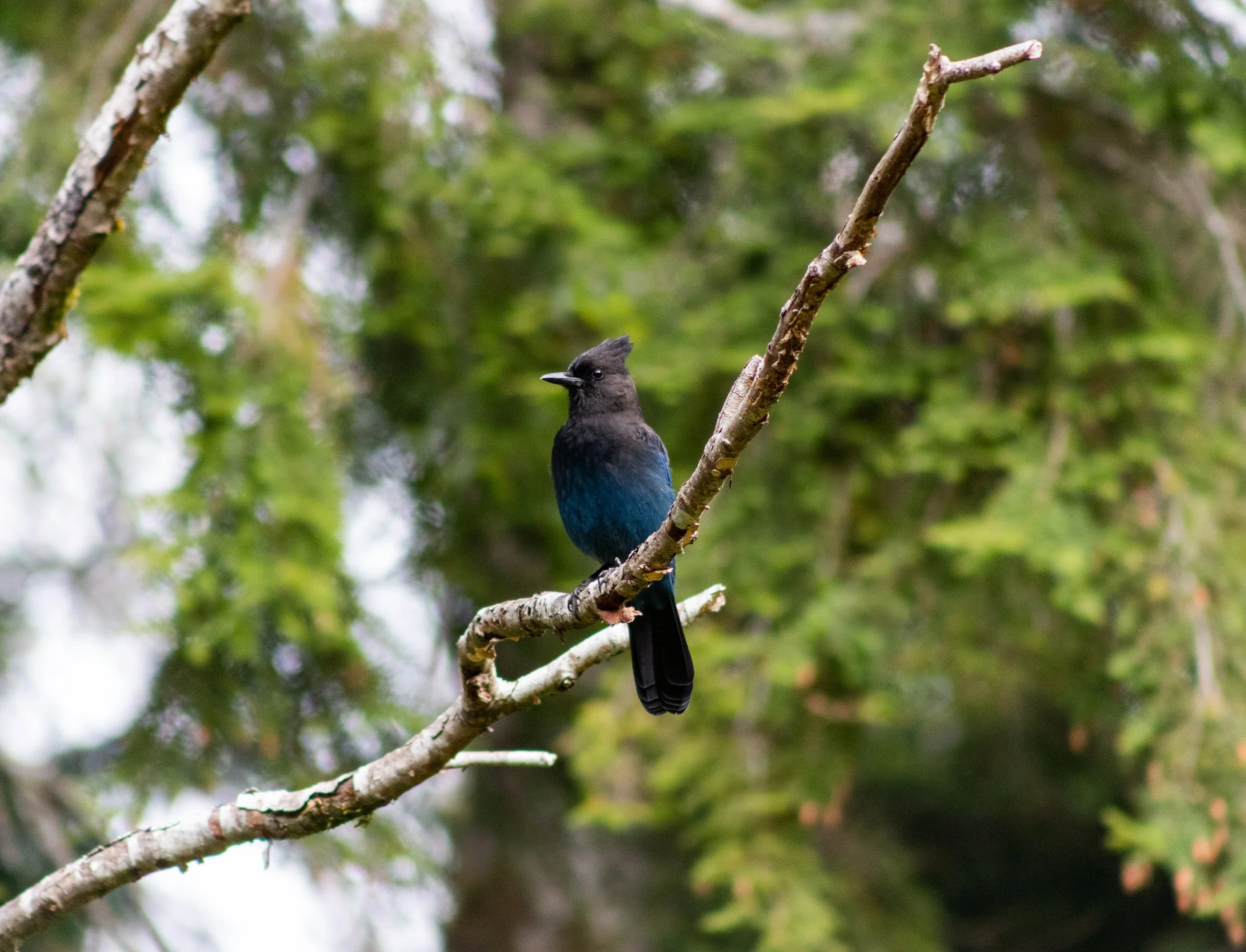 Steller's Jay