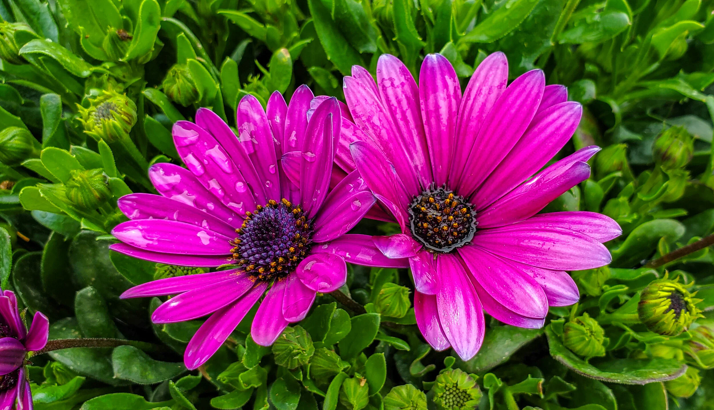 African Daisies