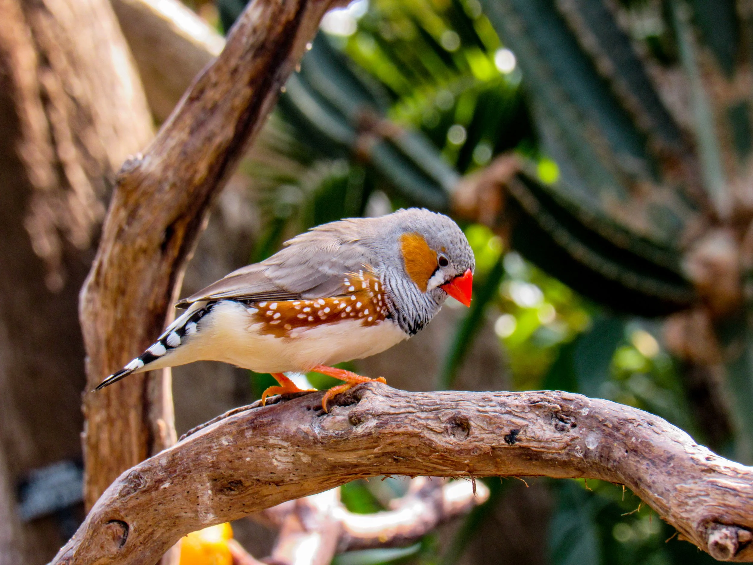 Zebra Finch