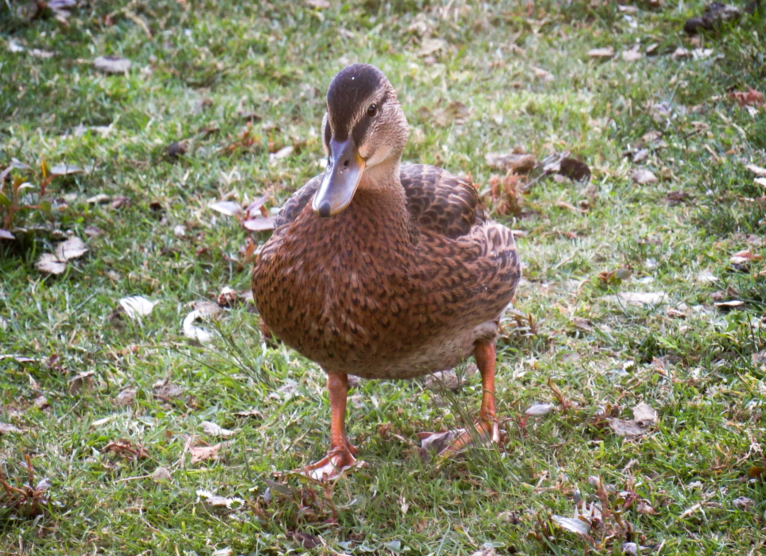 Mallard Duck - Female
