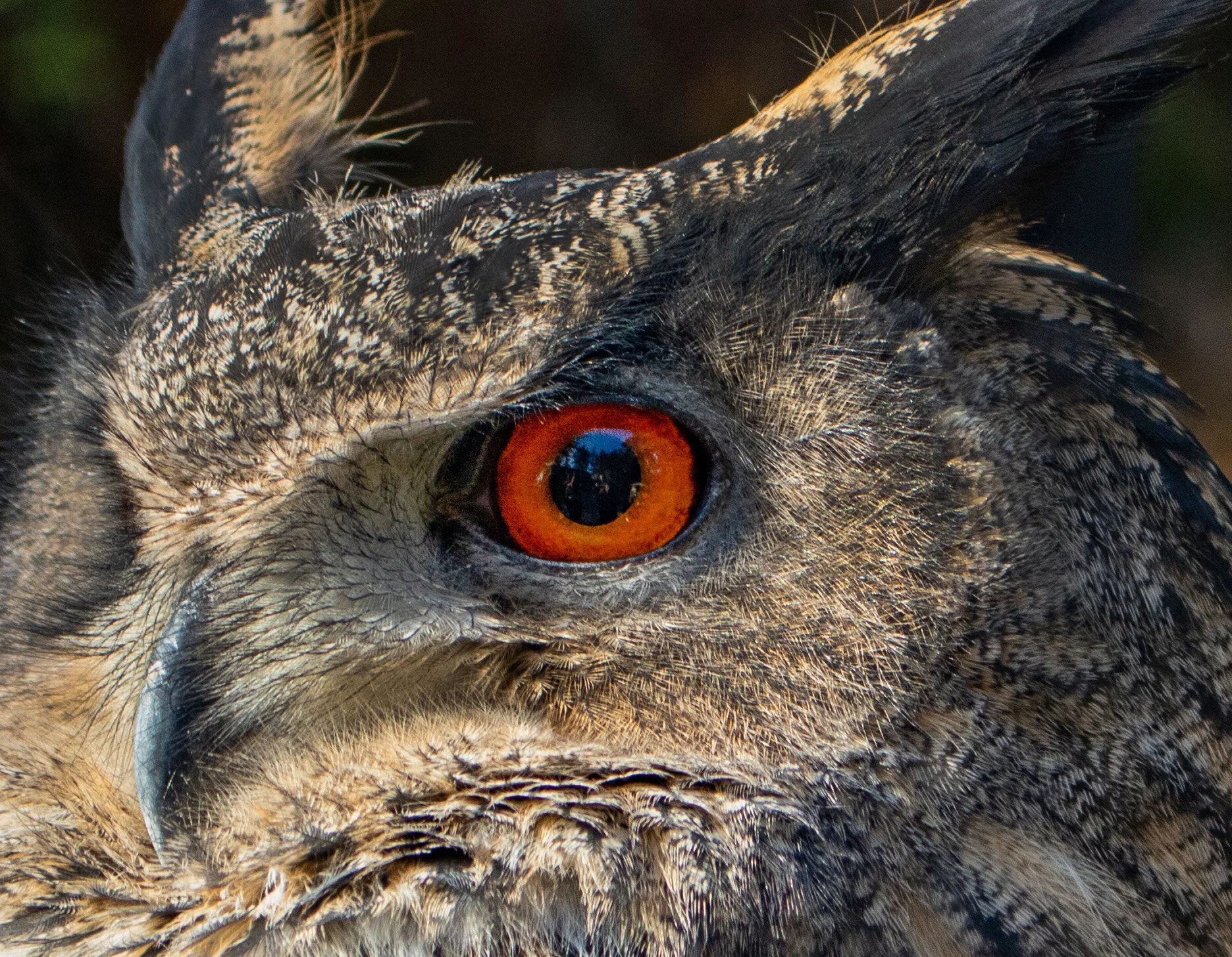 Eurasian Eagle-Owl
