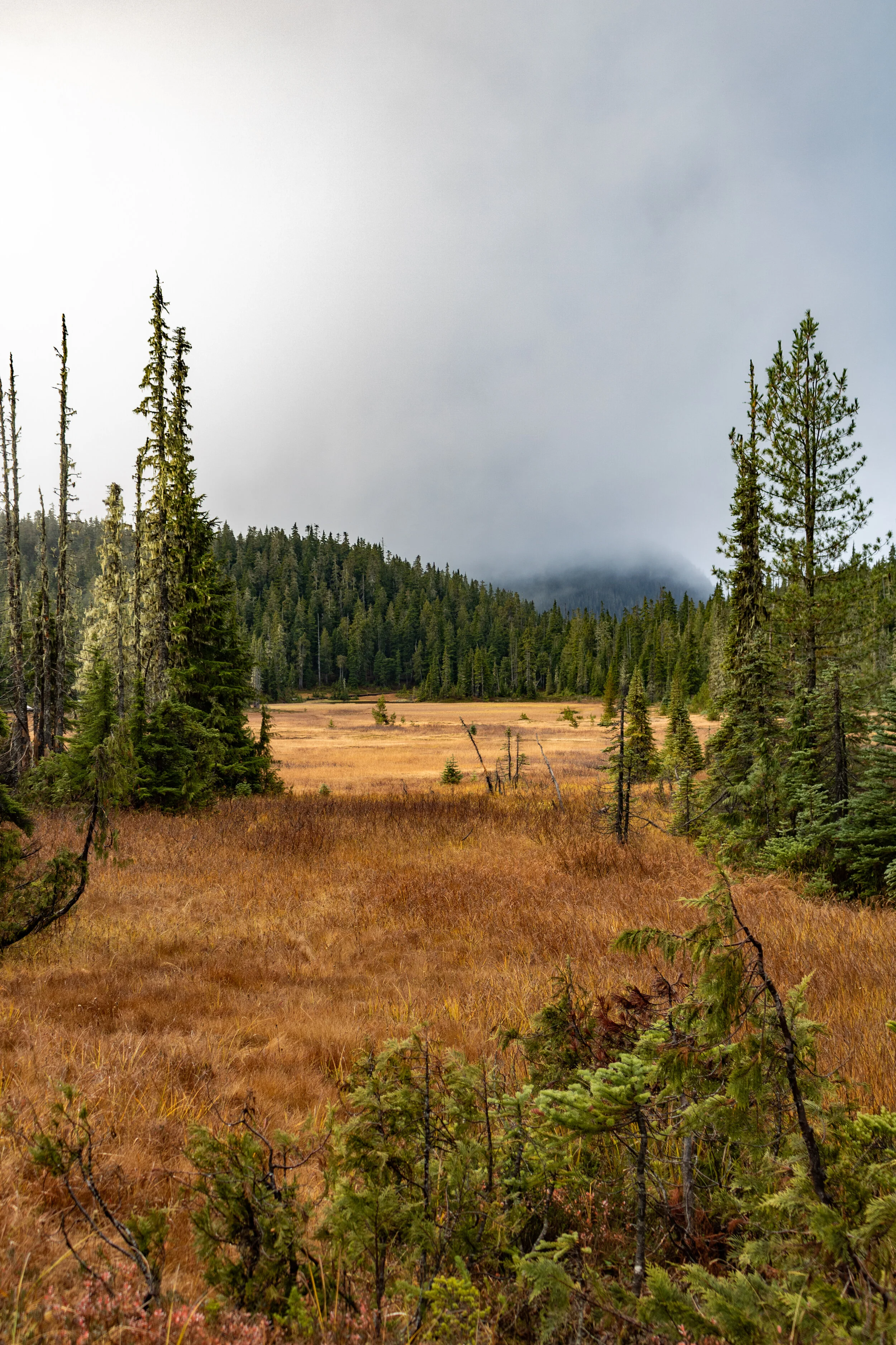Old Cabin Loop Trail, Mount Washington, British Columbia, Canada