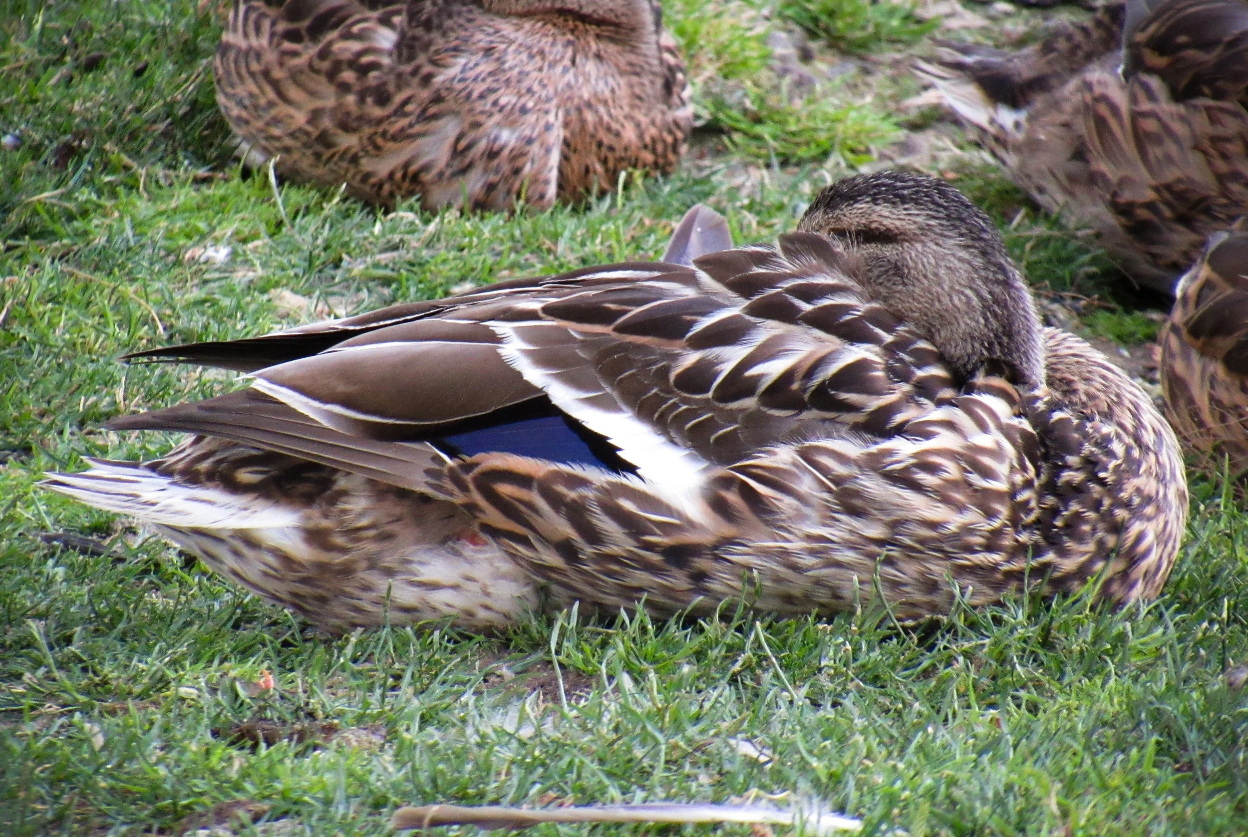 Mallard Duck - Female