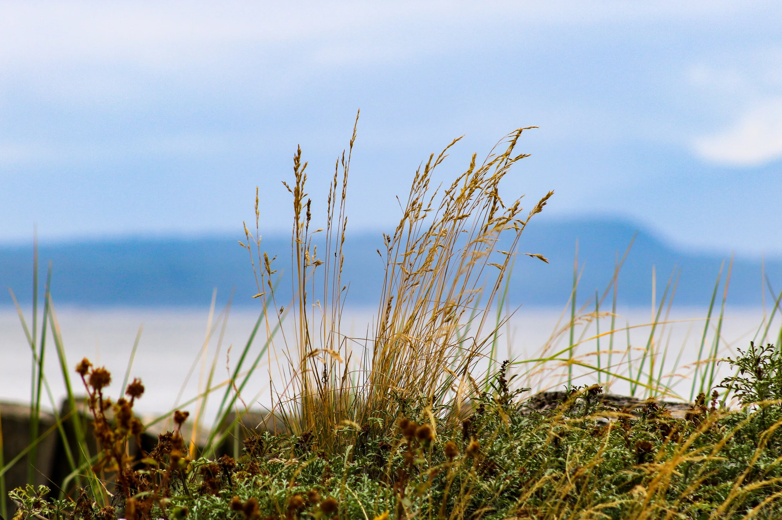 Goose Spit, Comox, British Columbia, Canada
