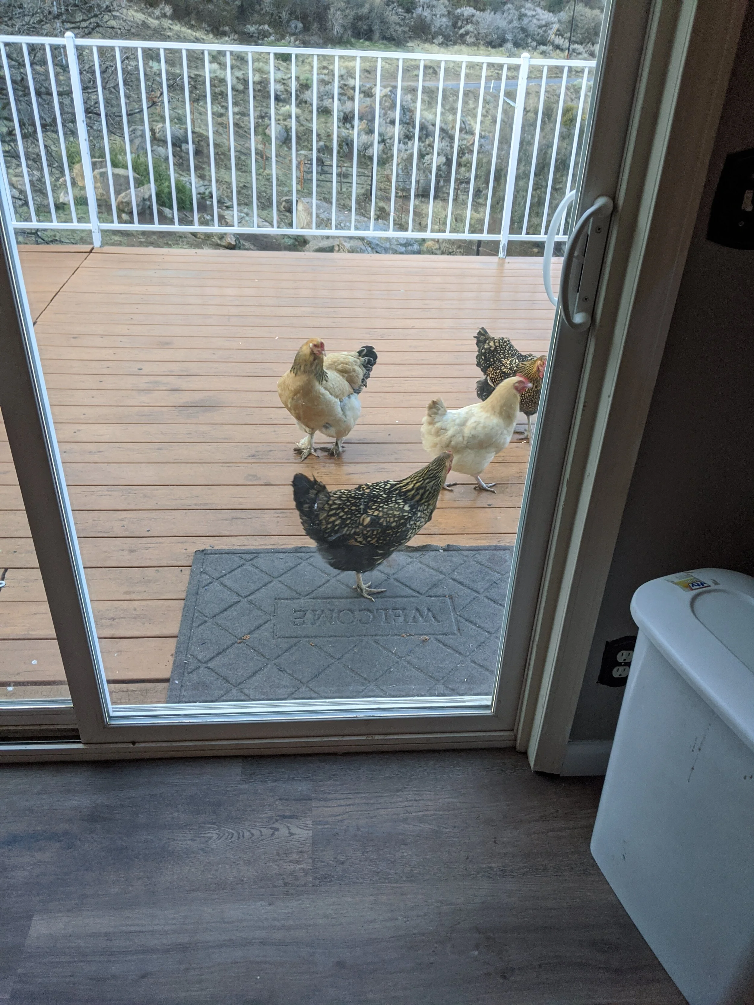 Free-ranging the chickens...
