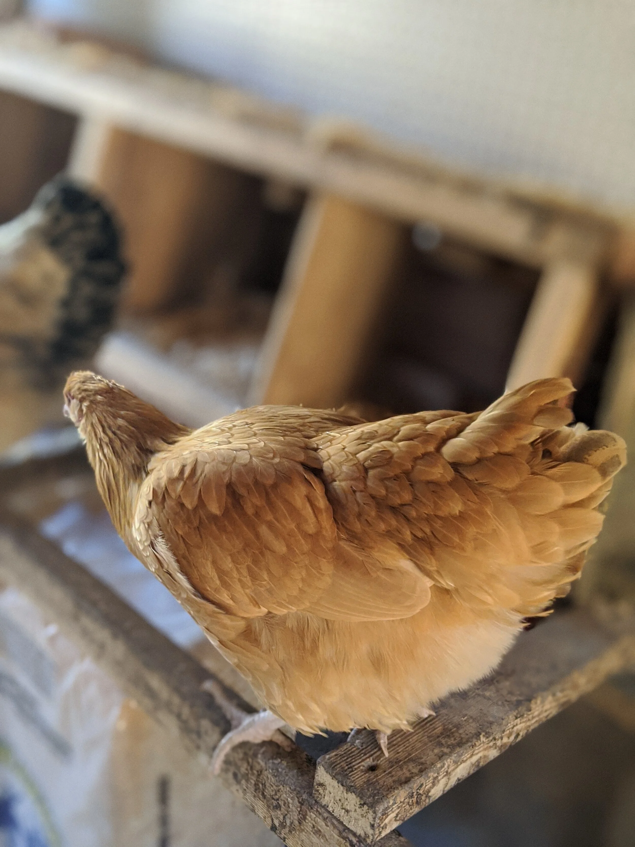 Cheepers the Chicken