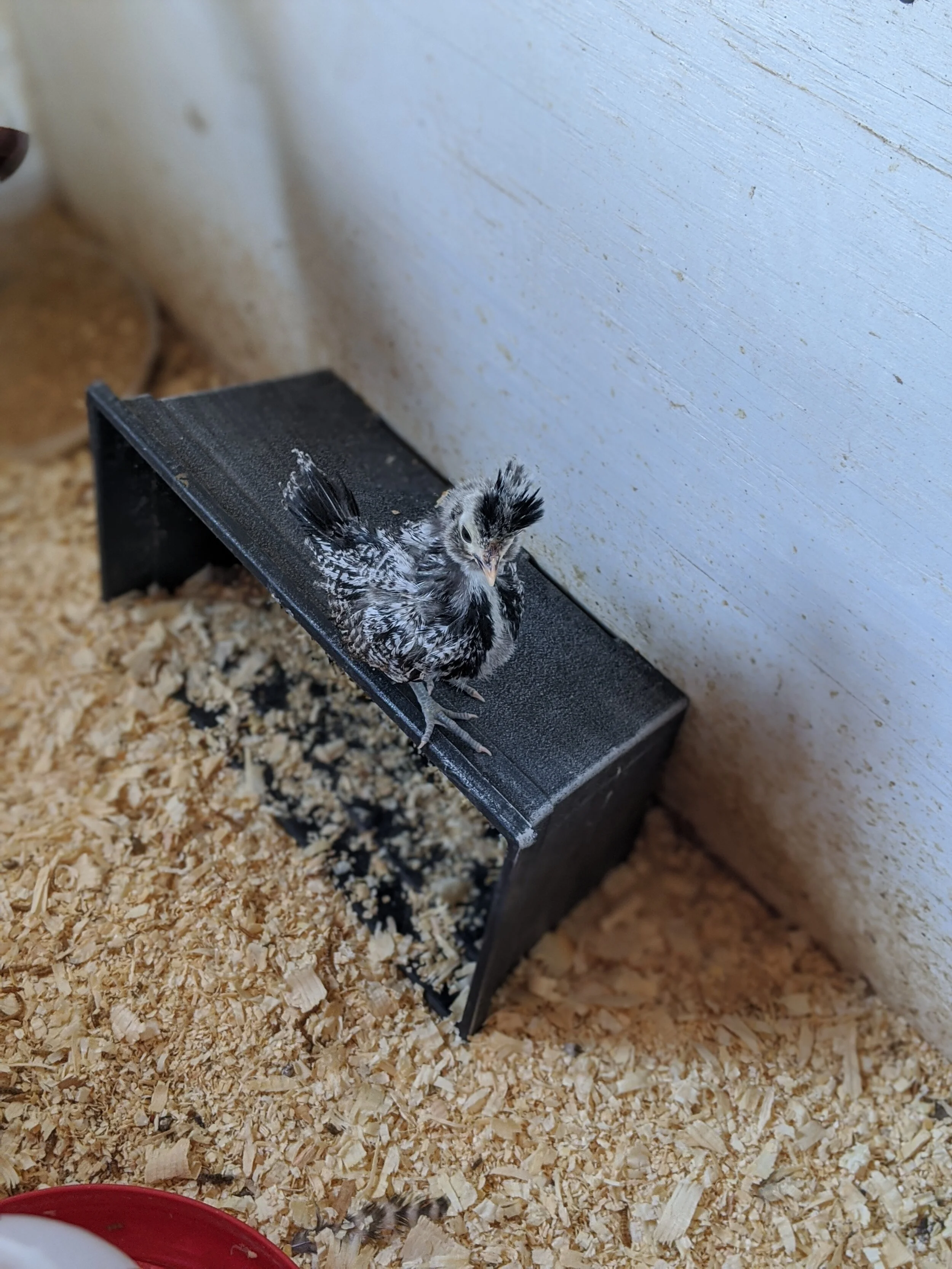 Crested Polish - Gonna have a big pom-pom!