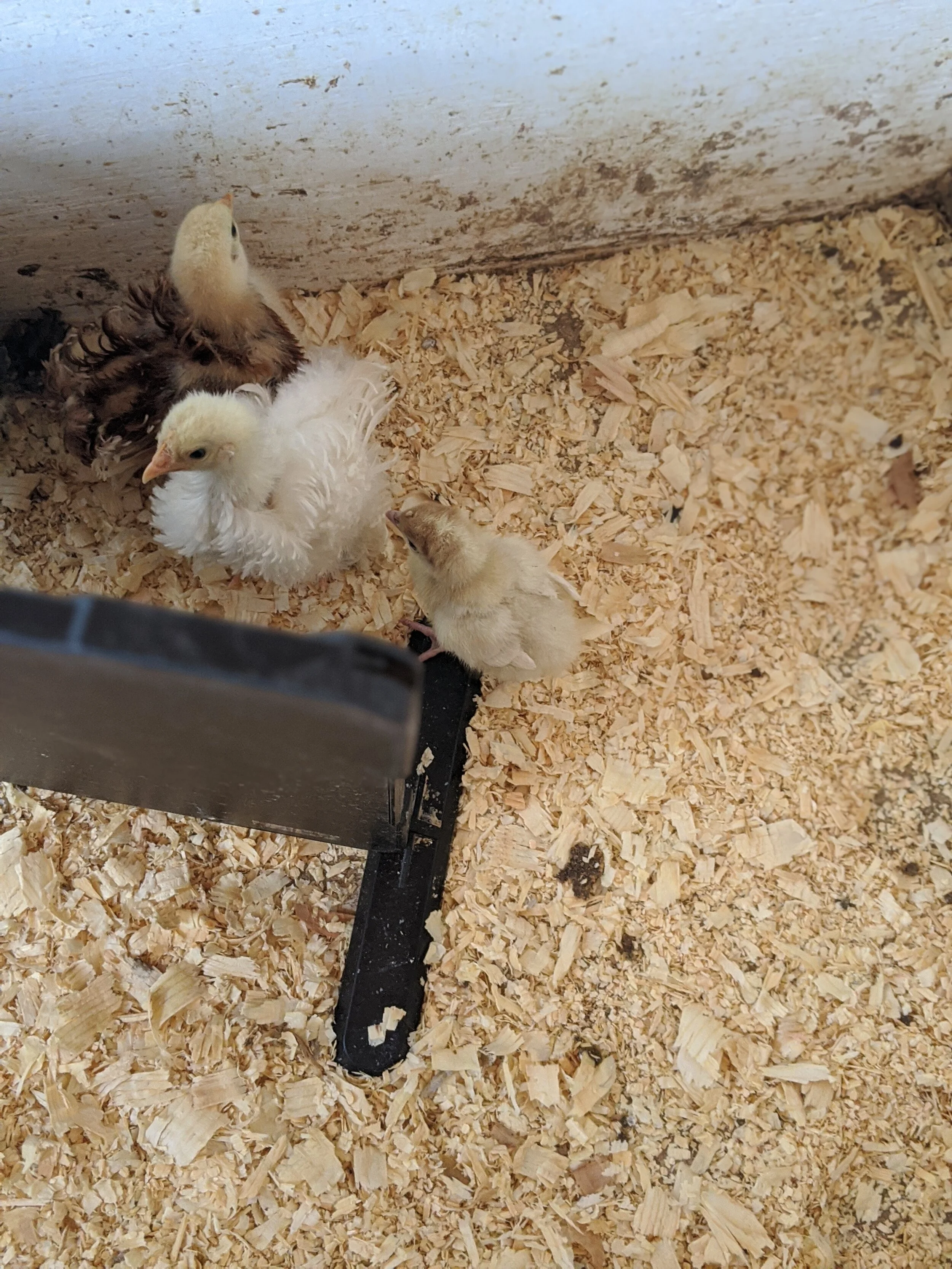 Holiday the Thanksgiving Turkey!