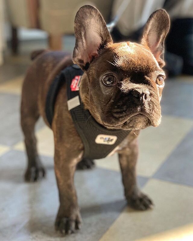 Idag havde vi bes&oslash;g af denne lille sk&oslash;nhed. M&oslash;d Bob. Bob er ca. 9 uger og har allerede charmerende sig ind p&aring; hele klinikken. .
.
#frenchbulldog #s&oslash;dhund #dyrl&aelig;ge #dyrl&aelig;genifredensborg #vet #veterinarian 