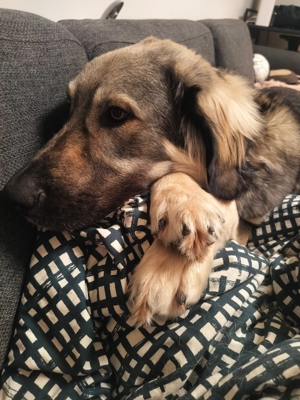 Black dog with a white chest sitting on grass with fallen autumn leaves, wearing a red harness.