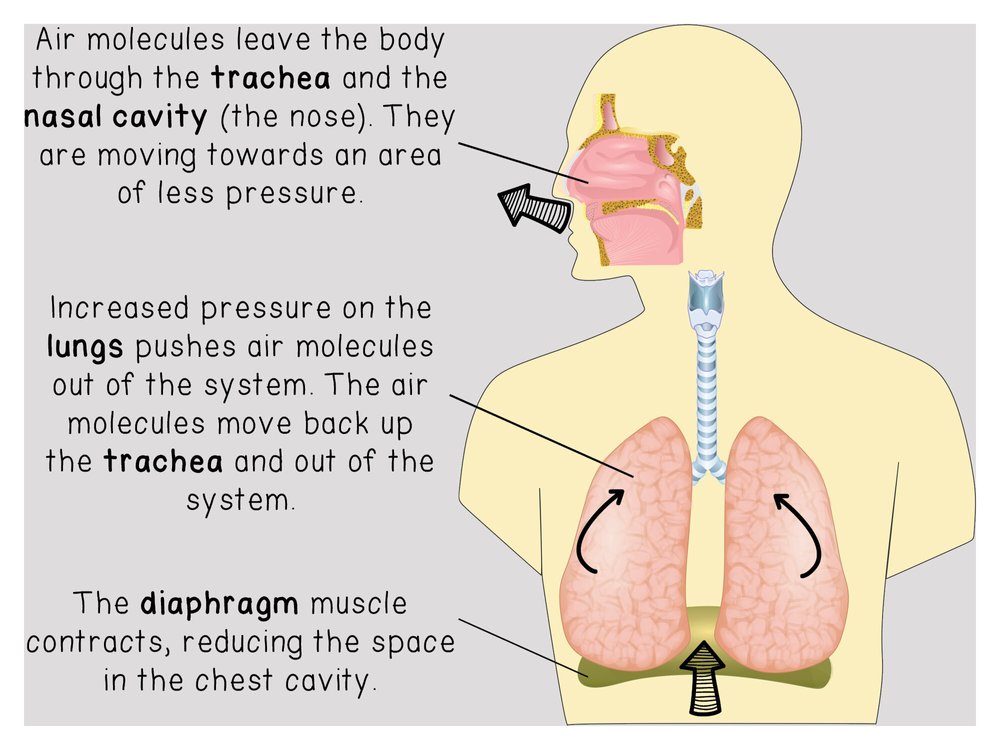 Lung visual data 8