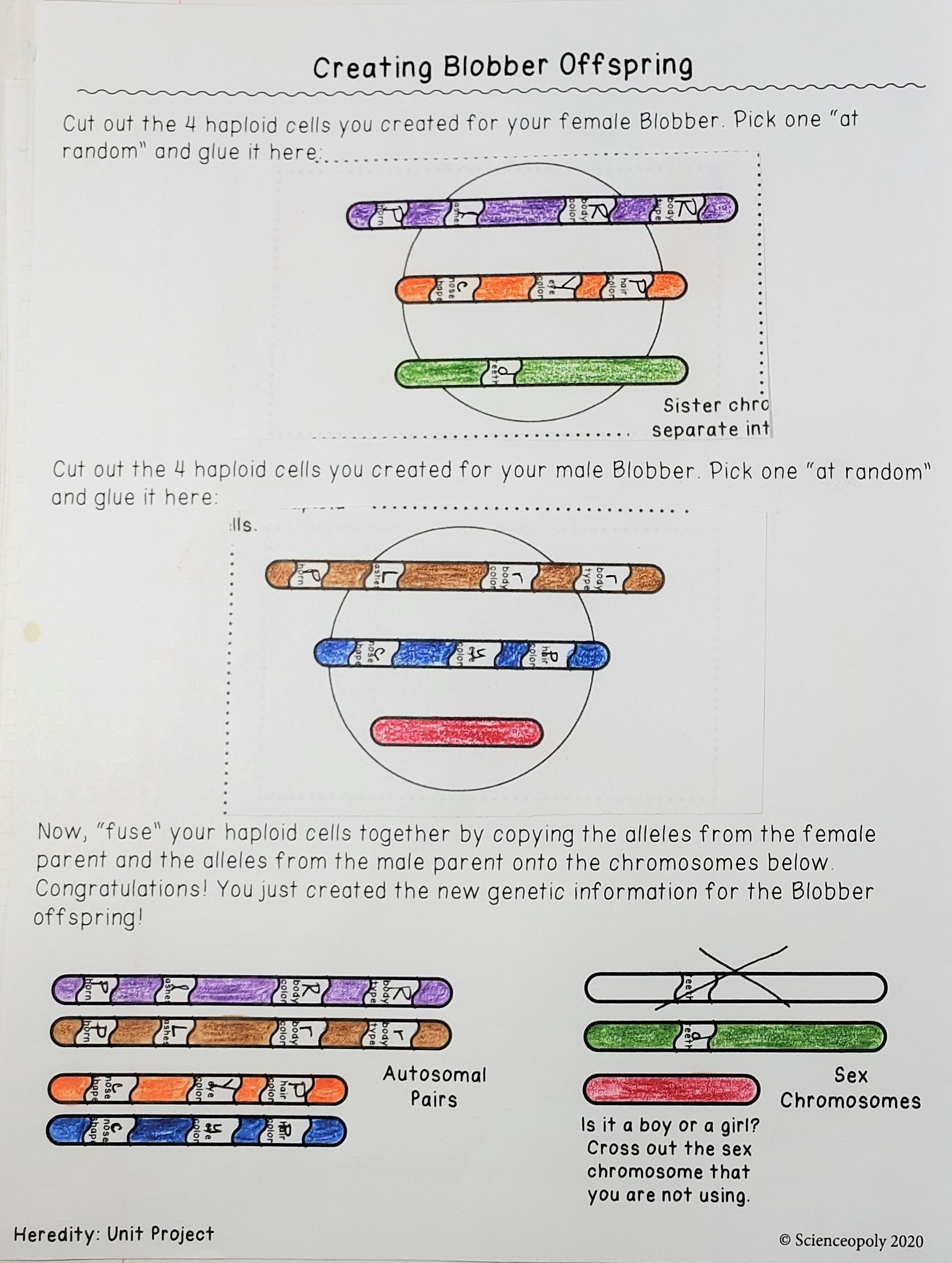 middle school genetics project2.jpg