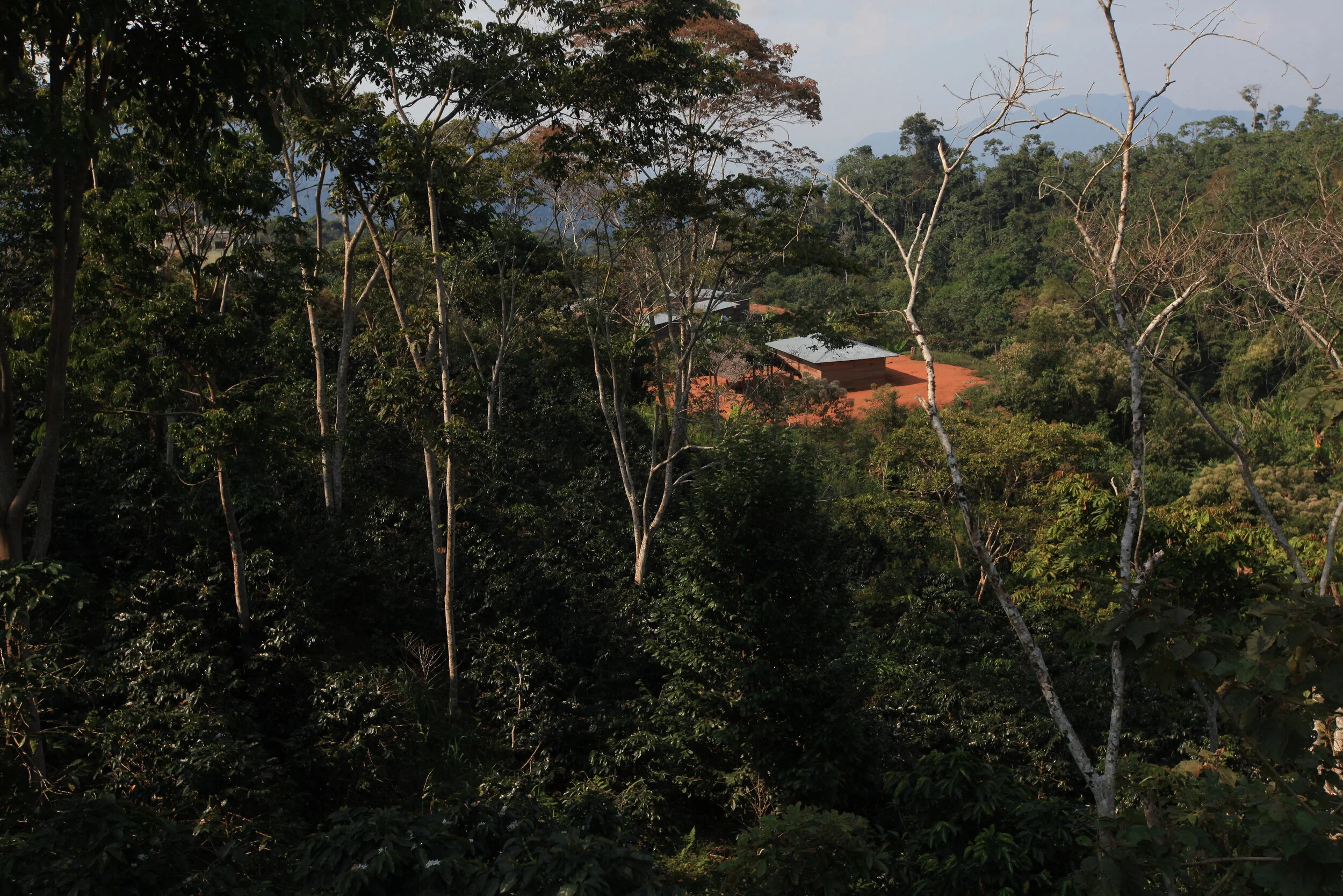 Coffee Grown in the Amazon rainforest by an isolated community in a