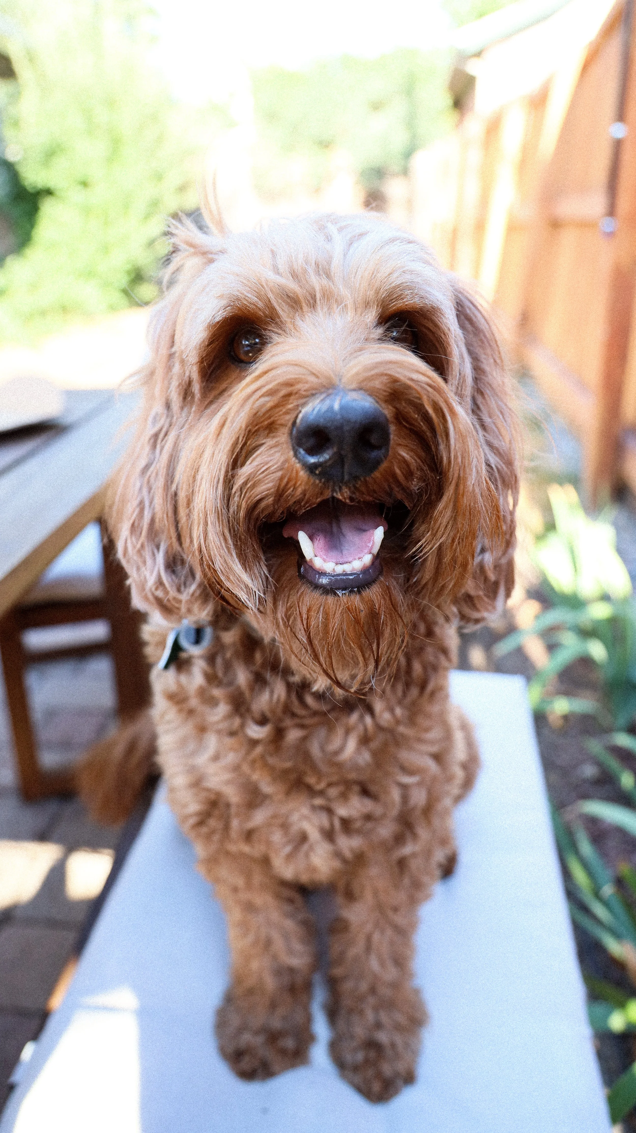 Australian Labradoodle by Nicole Schmiedl
