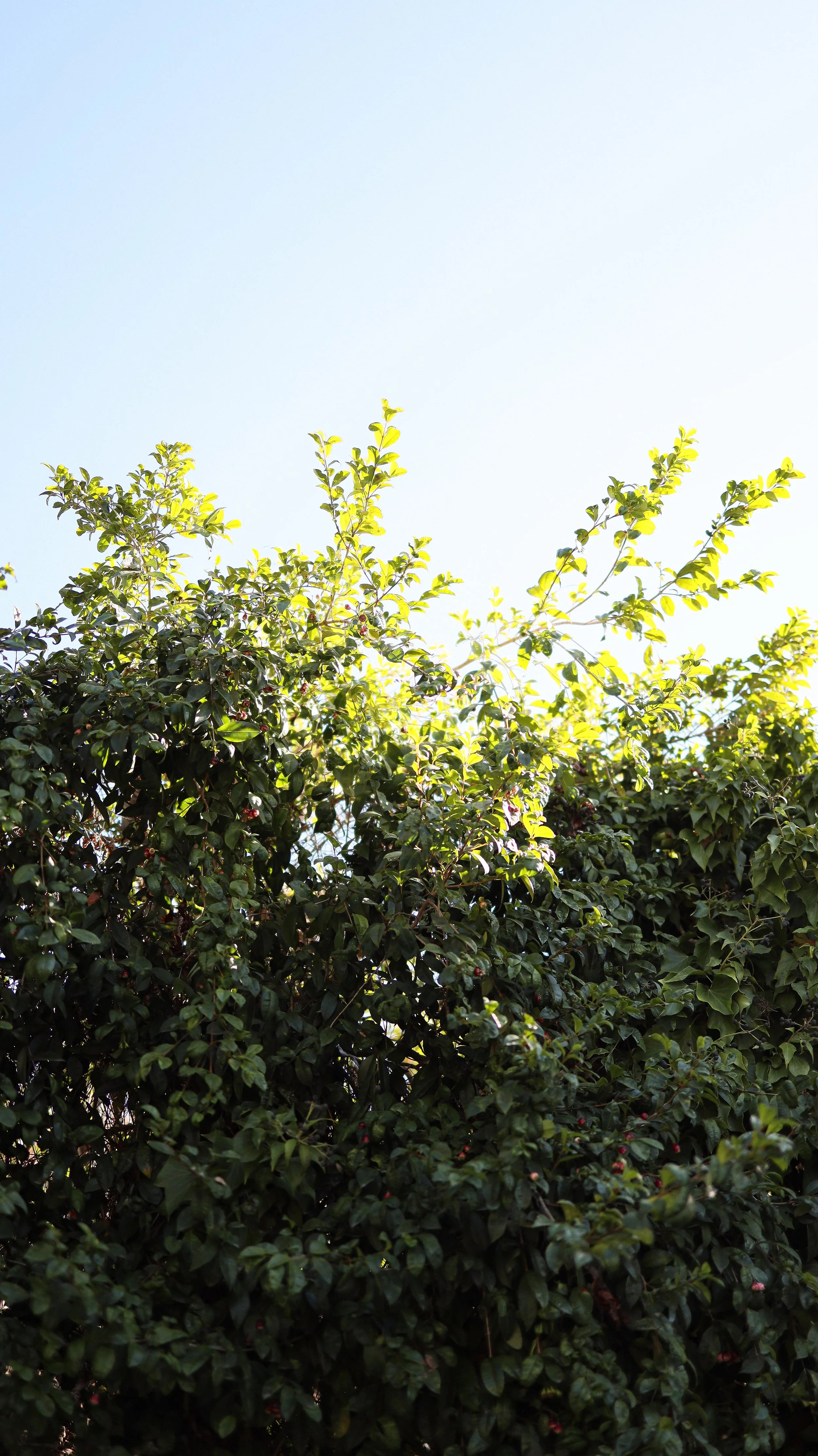 Sideyard Shrubs_Vinegar_NicoleSchmiedl-6.jpg