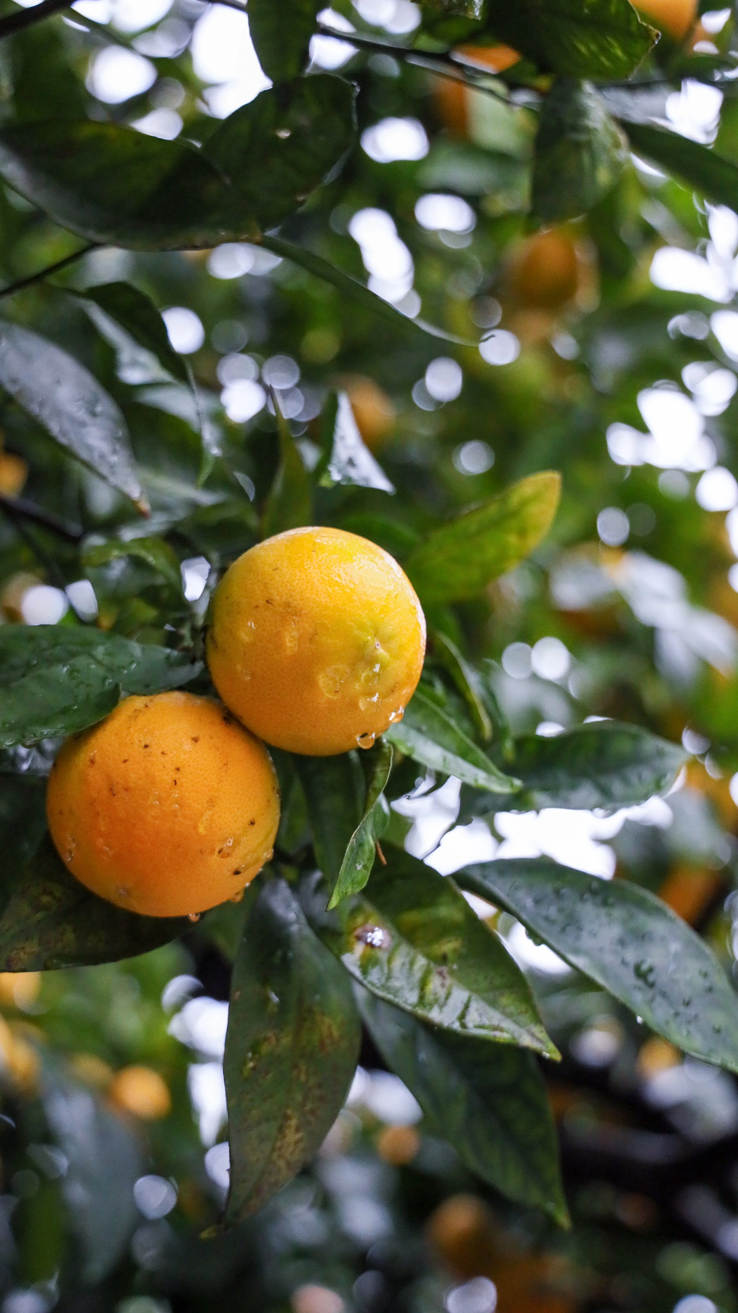 orange.jpg