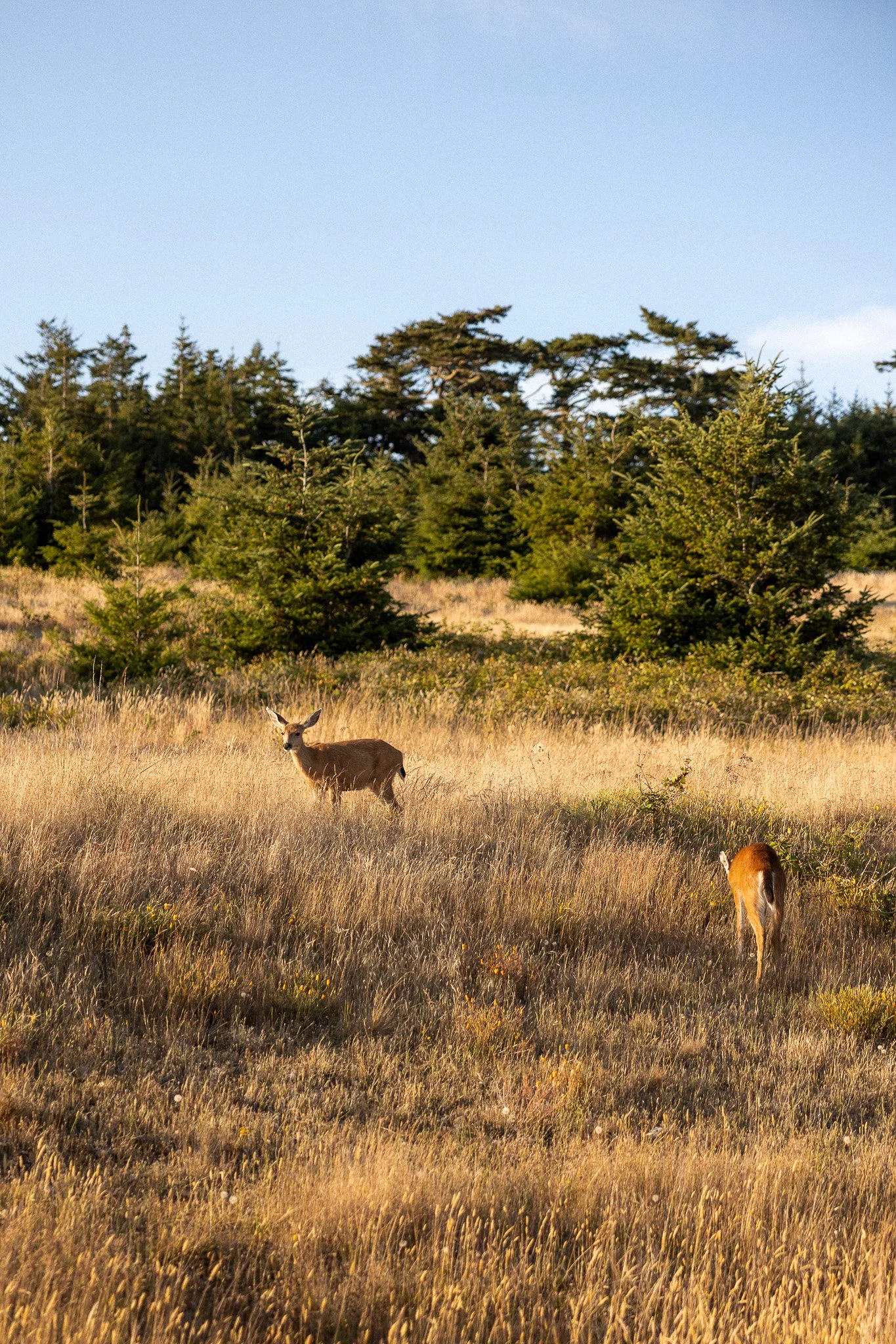 San Juan Island_Nicole Schmiedl-19.jpg