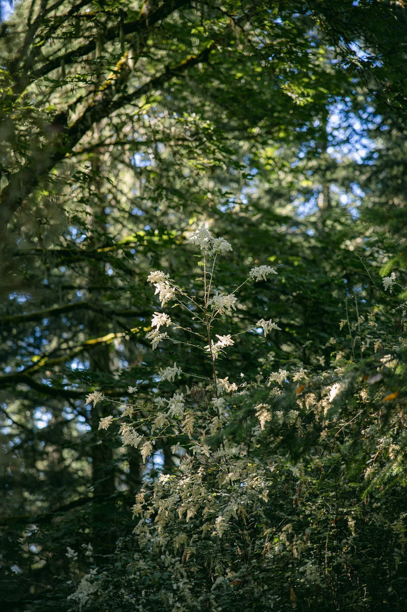San Juan Island_Nicole Schmiedl-33.jpg
