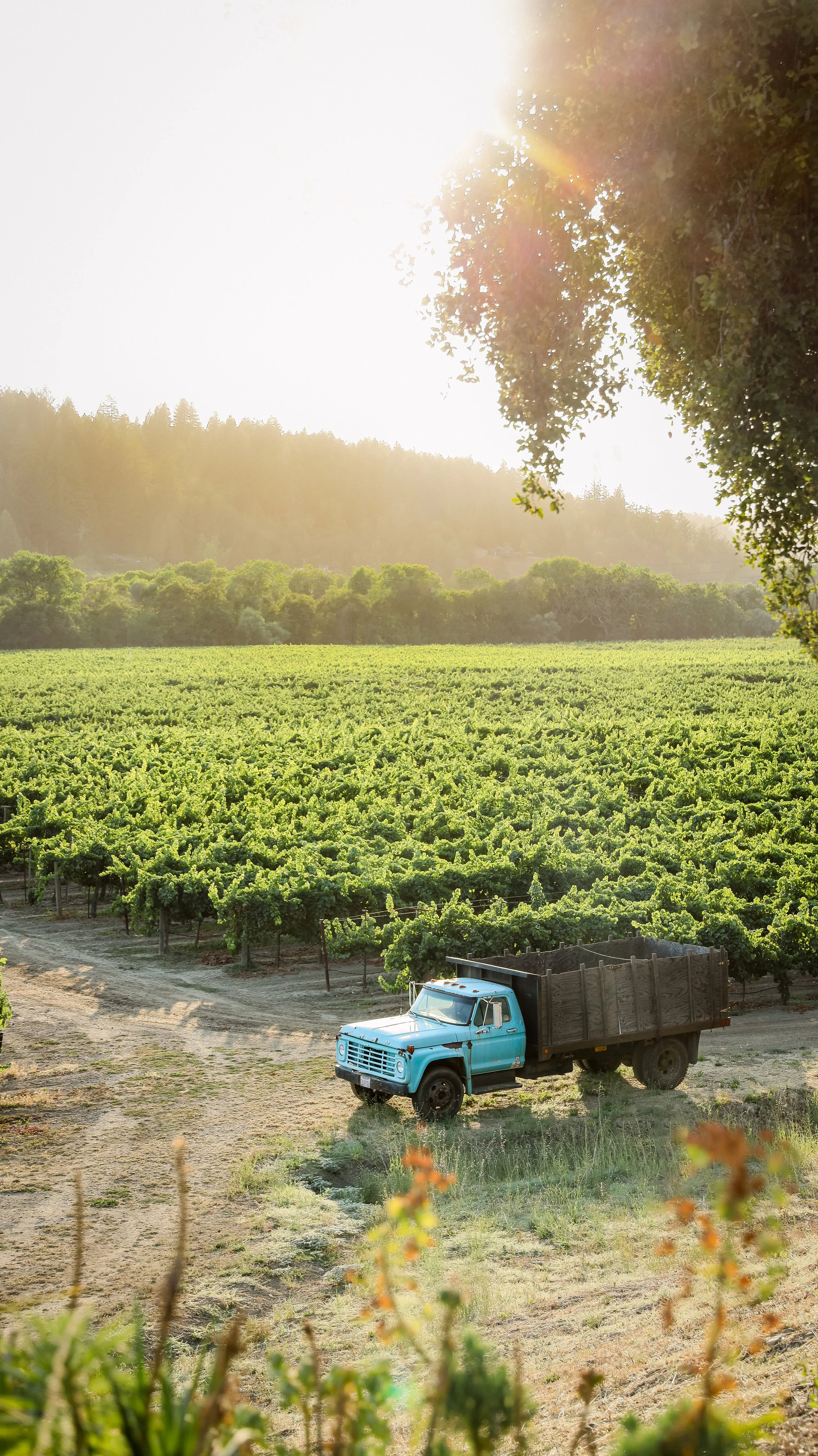 Ra Ra Wine Co by Nicole Schmiedl-09.jpg