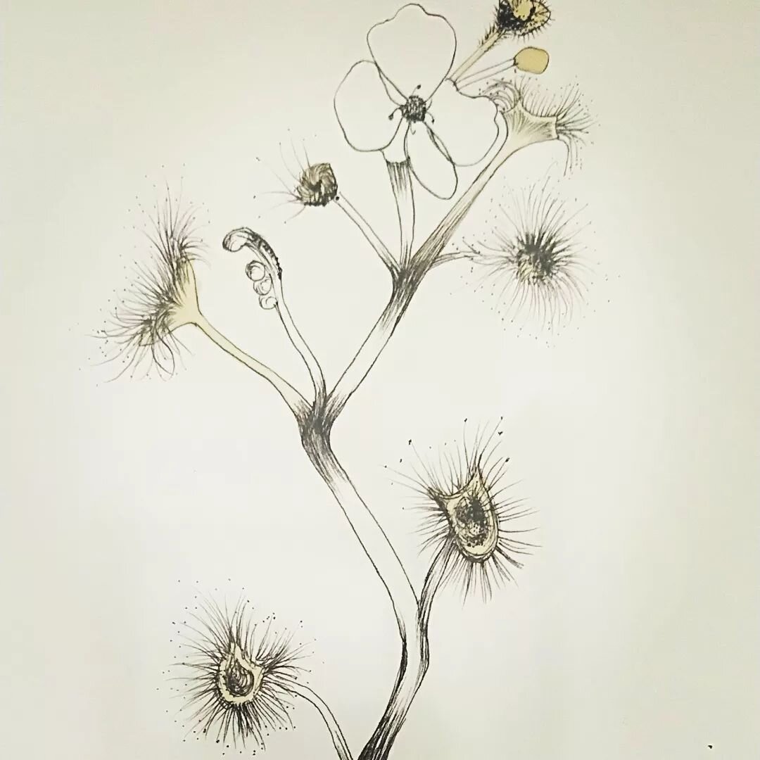 These little hand colored botanicals are on sale now @fox_creek_wines  For the coming Month. 

They are just 4 of around 20 artworks on show in my first solo exhibition!

https://www.eventbrite.com/e/regenerate-exhibition-event-tickets-298883597887

