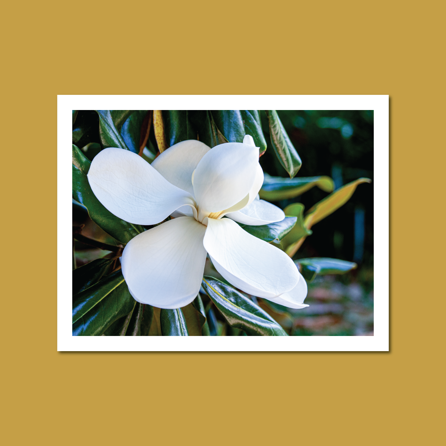 Renee-Spaar-Cards_Statler-Arts-Shop_Magnolia-1.png