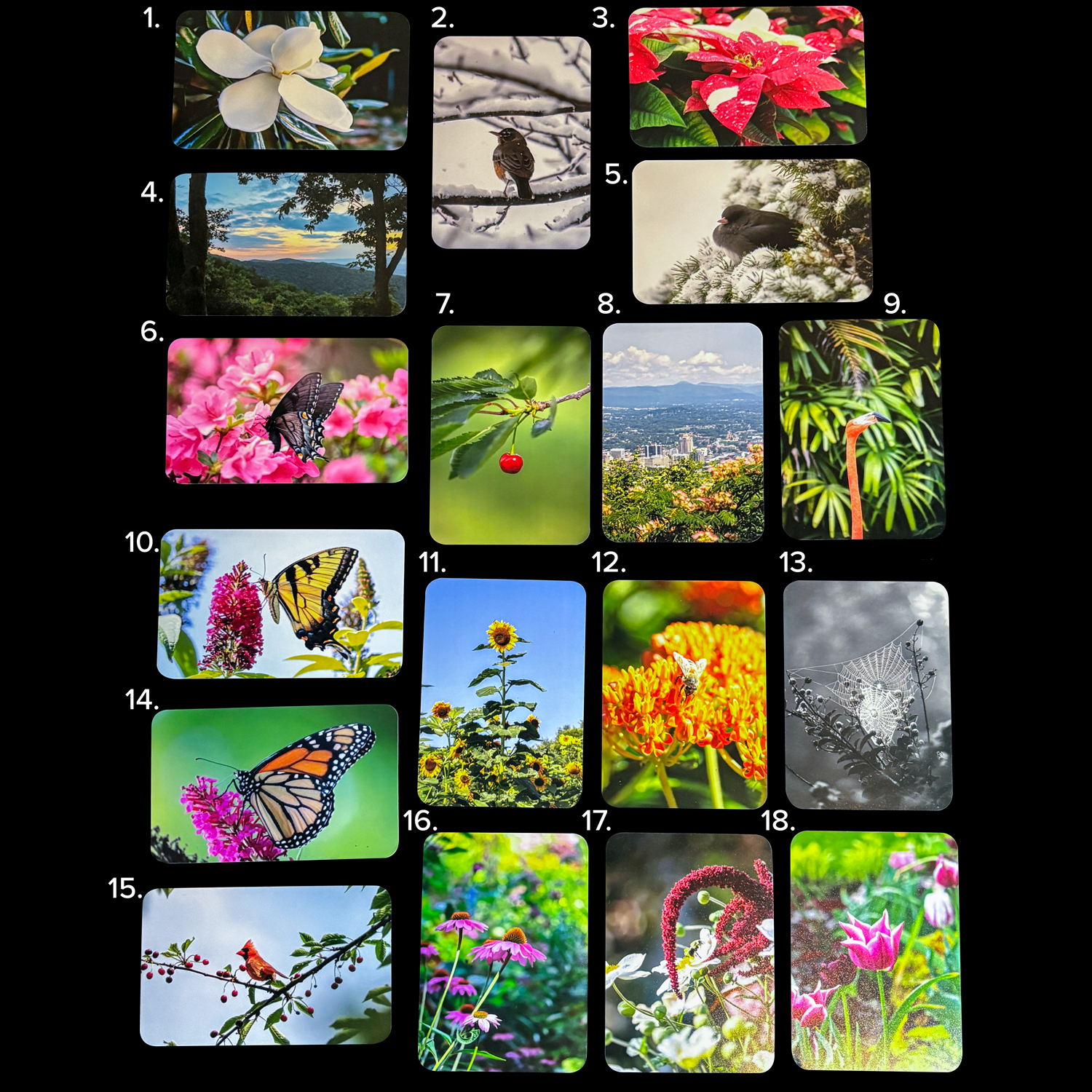 Renee-Spaar-Photo-Magnets_Oct-2026_1.png