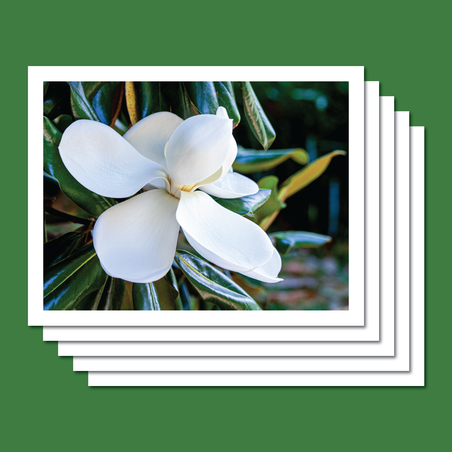Renee-Spaar-Cards_Statler-Arts-Shop_Magnolia 3.png