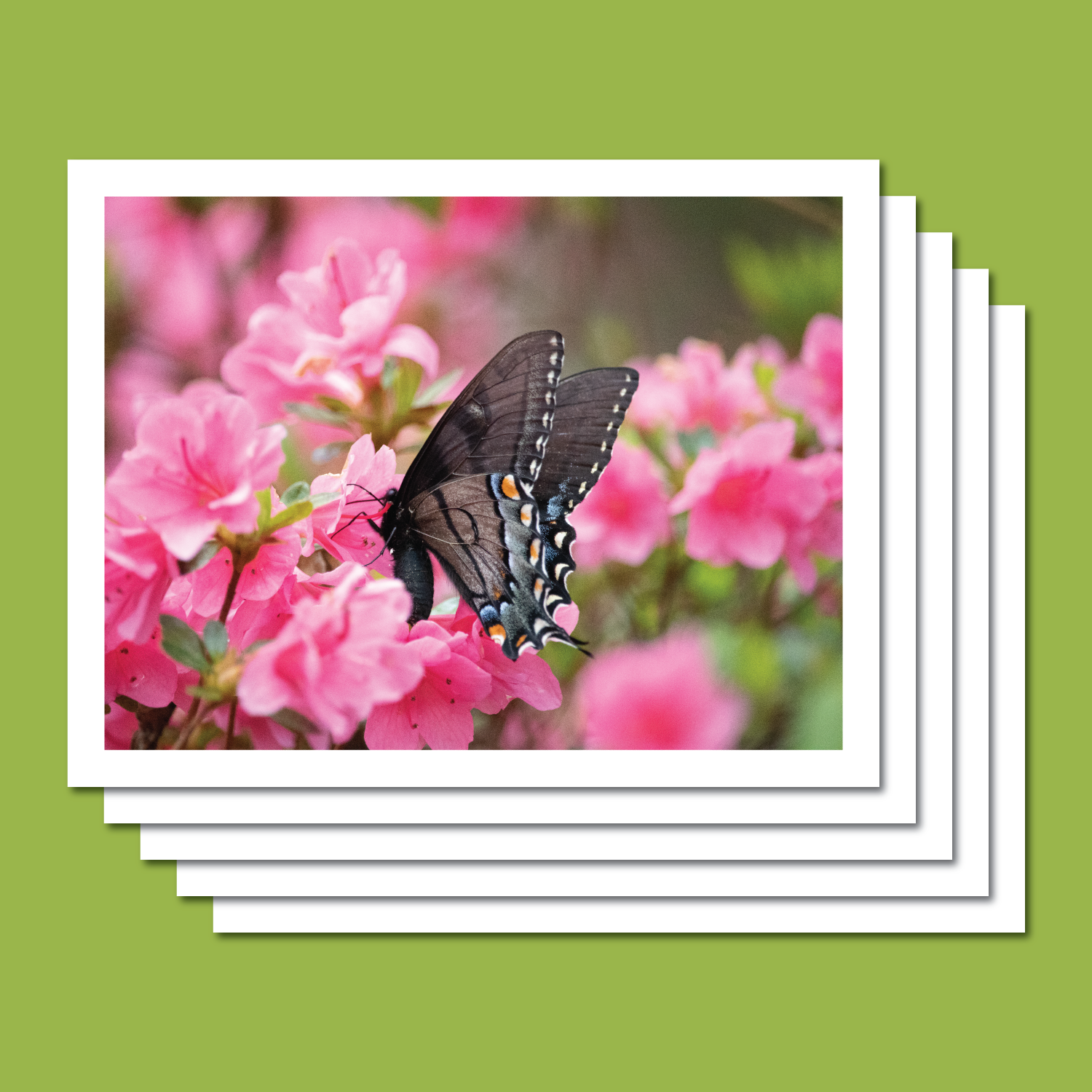 Renee-Spaar-Cards_Statler-Arts-Shop_Azalea-3.png