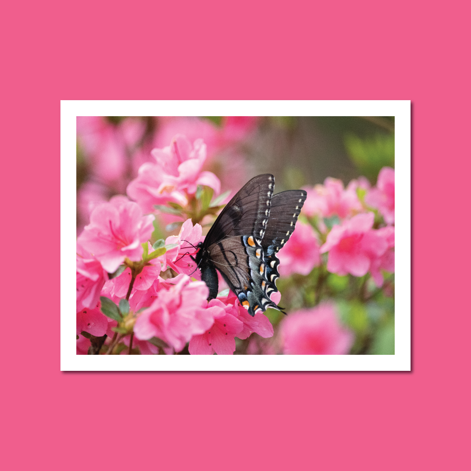 Renee-Spaar-Cards_Statler-Arts-Shop_Azalea-1.png