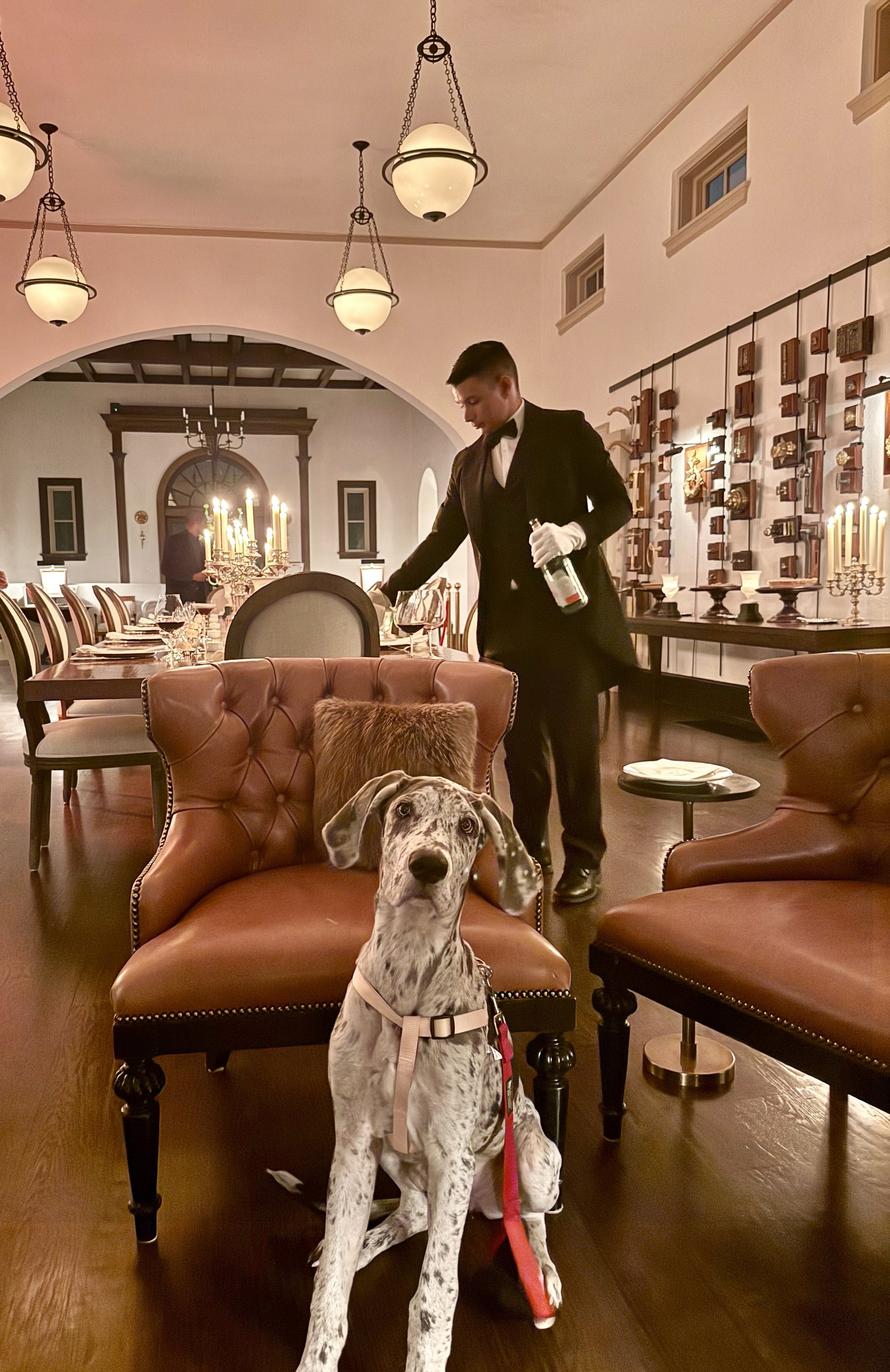 Photo of Aaron and Marie's dog.jpg