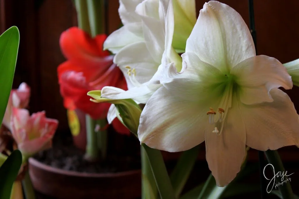 twentythree. twentyfour. twentyfive. twentysix. twentyseven. twentyeight. twentynine. 30! thirtyone. thirtytwo. thirtythree. thirtyfour. thirtyfive.