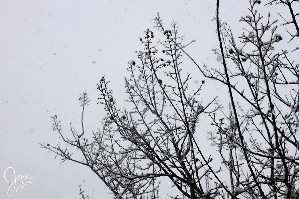 Visits From Jack Frost