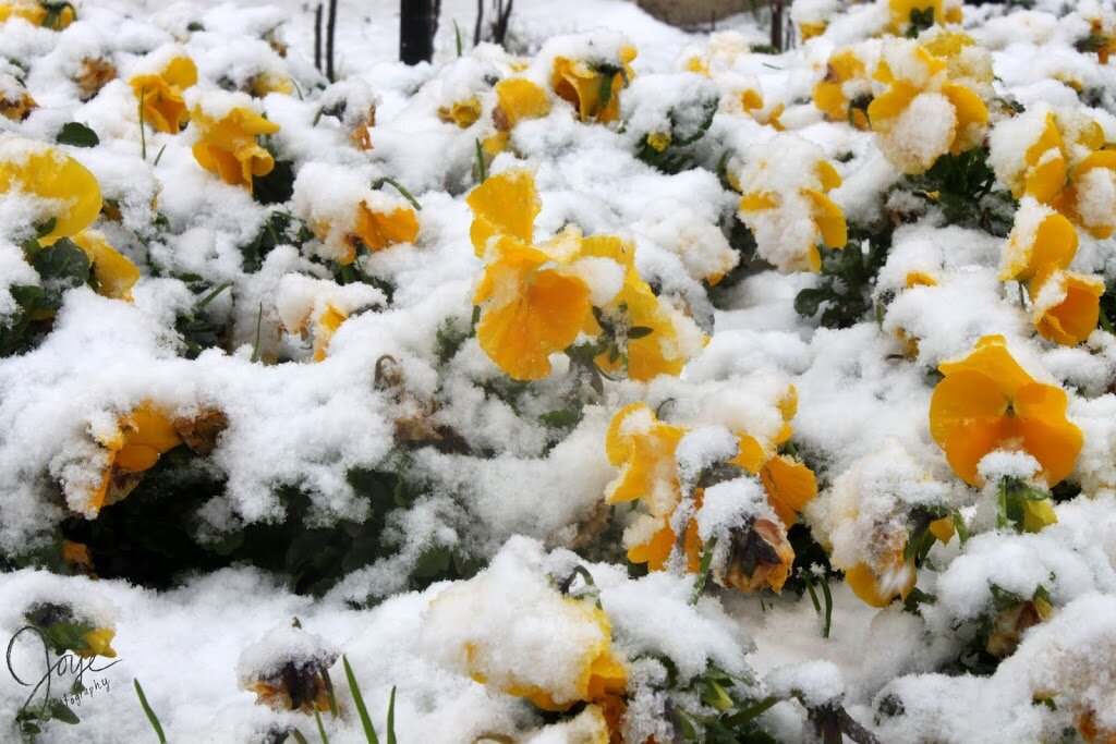 What This Crazy Texas Weather Is Teaching Me About Seasons