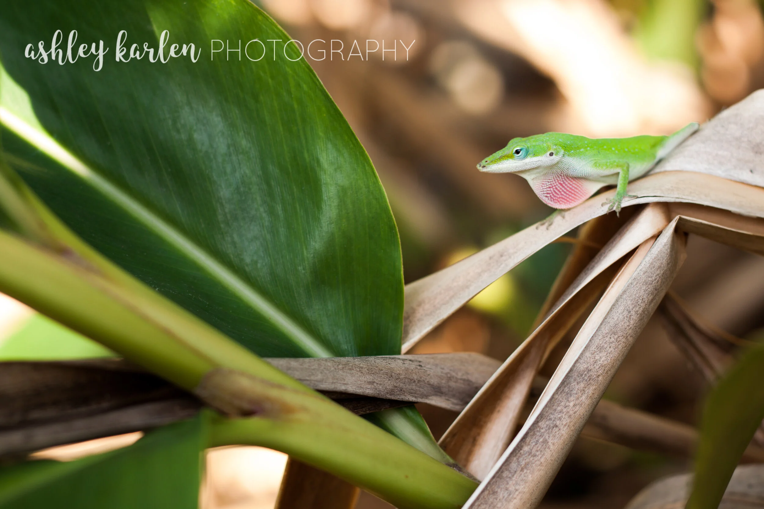 What I'm Loving + Favorite Photos // June 2017