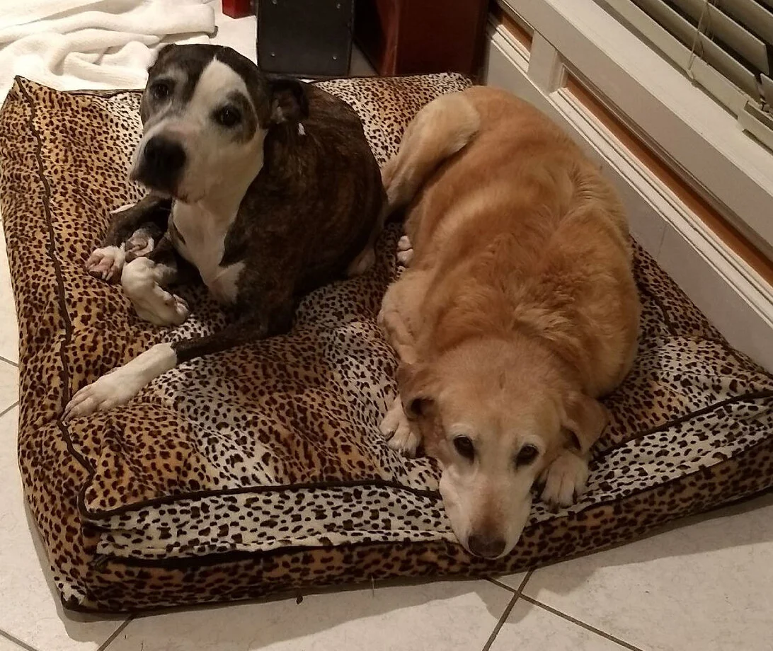 Update On The Dogs + What I'm Loving // October 2017