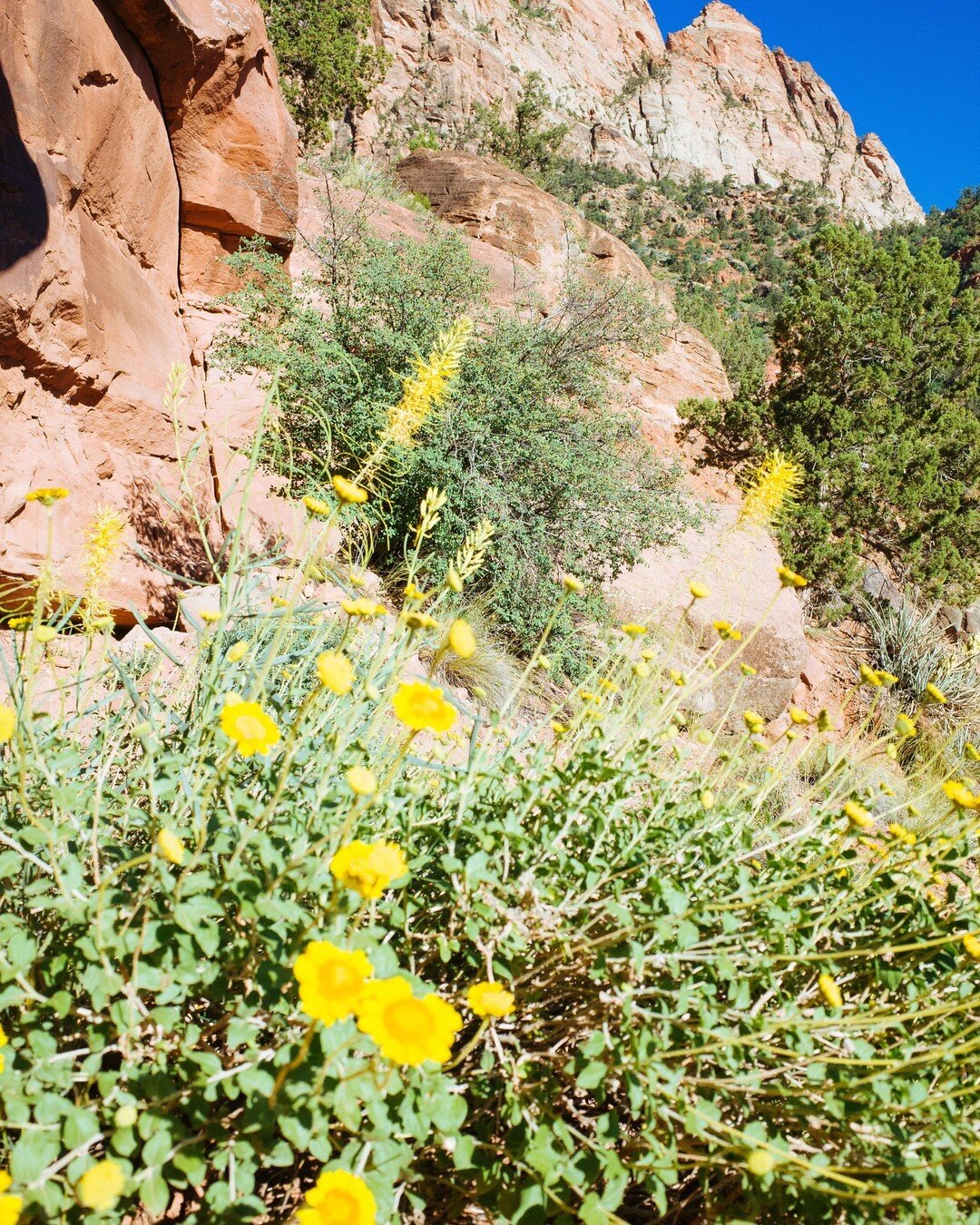 Itchin&rsquo; to go back out West ⛰⠀⠀⠀⠀⠀⠀⠀⠀⠀
⠀⠀⠀⠀⠀⠀⠀⠀⠀
One of my favorite parts about Utah were all the beautiful flowers 🌼 and 🌵