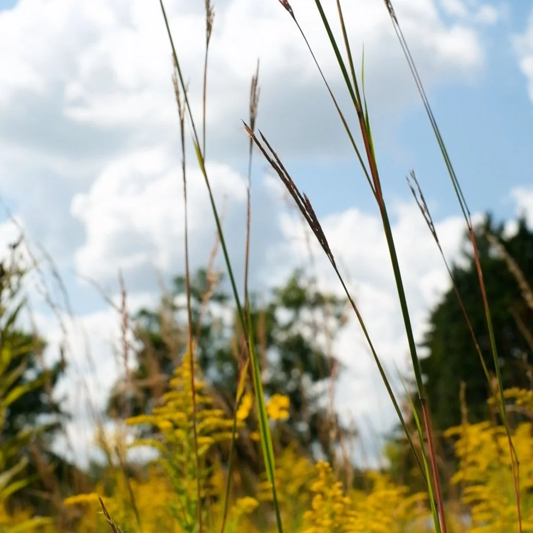 Big Bluestem Thumbnail.jpg