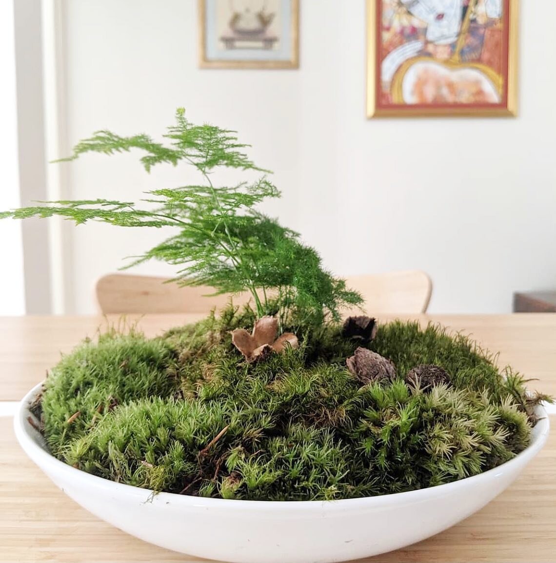 As the center of attention, Kusamono is a collection of plants in a chosen pot or decorative bowl. Meant for display, Kusamono mimics natural landscapes and often, to mark a season.  Here we see a beautiful arrangement by @fiddlyflora . 
 
 
#japanes