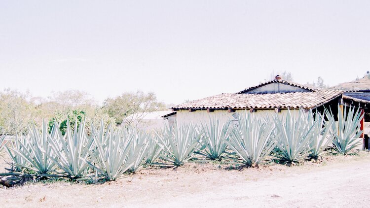 Palenque de Berta Vásquez