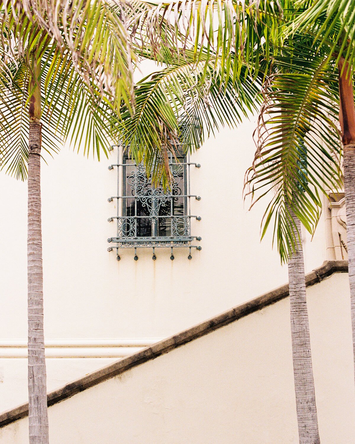 A white wall with an ornate wrought iron security window, partially obscured by tall palm trees with green fronds.