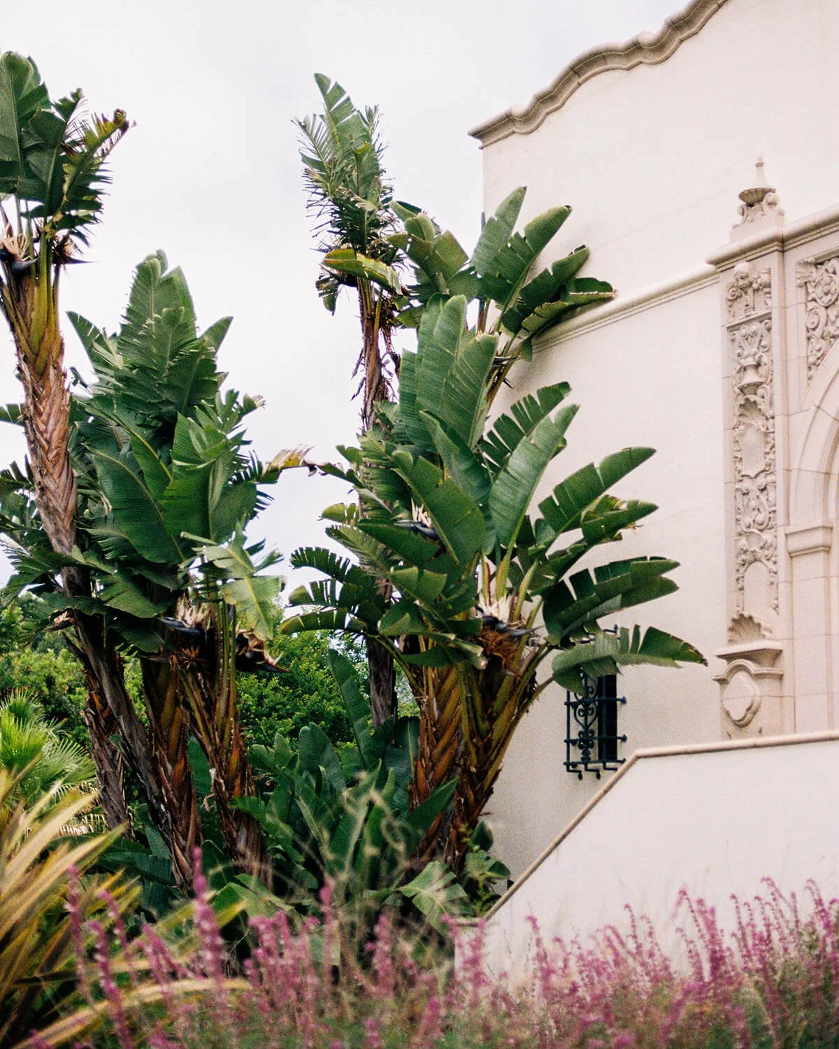 Tall banana plants with large green leaves growing next to a white building with ornate architectural details and a small window with a black wrought-iron grille, with pink flowering plants in the foreground.