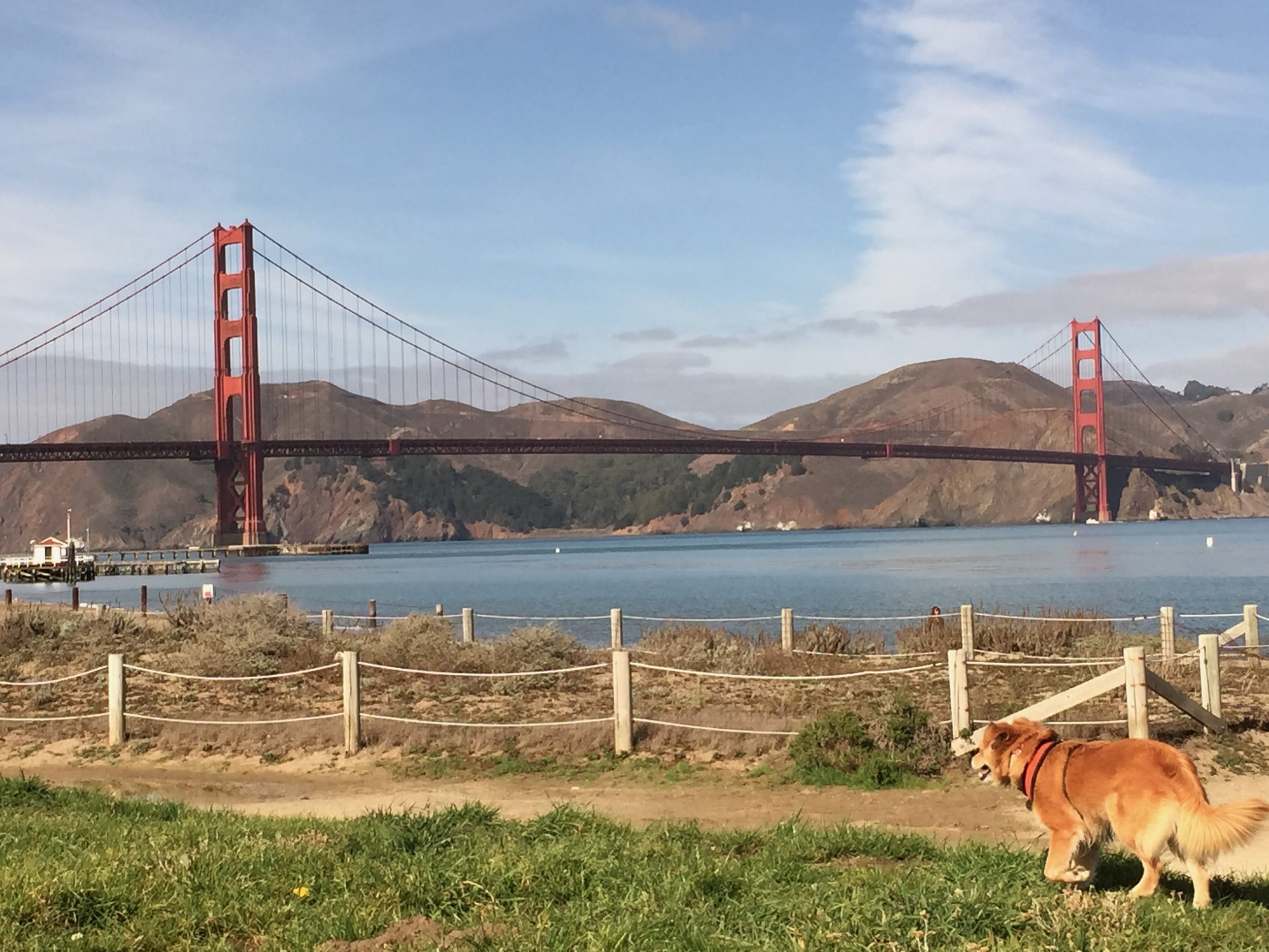 Mango and the GGB